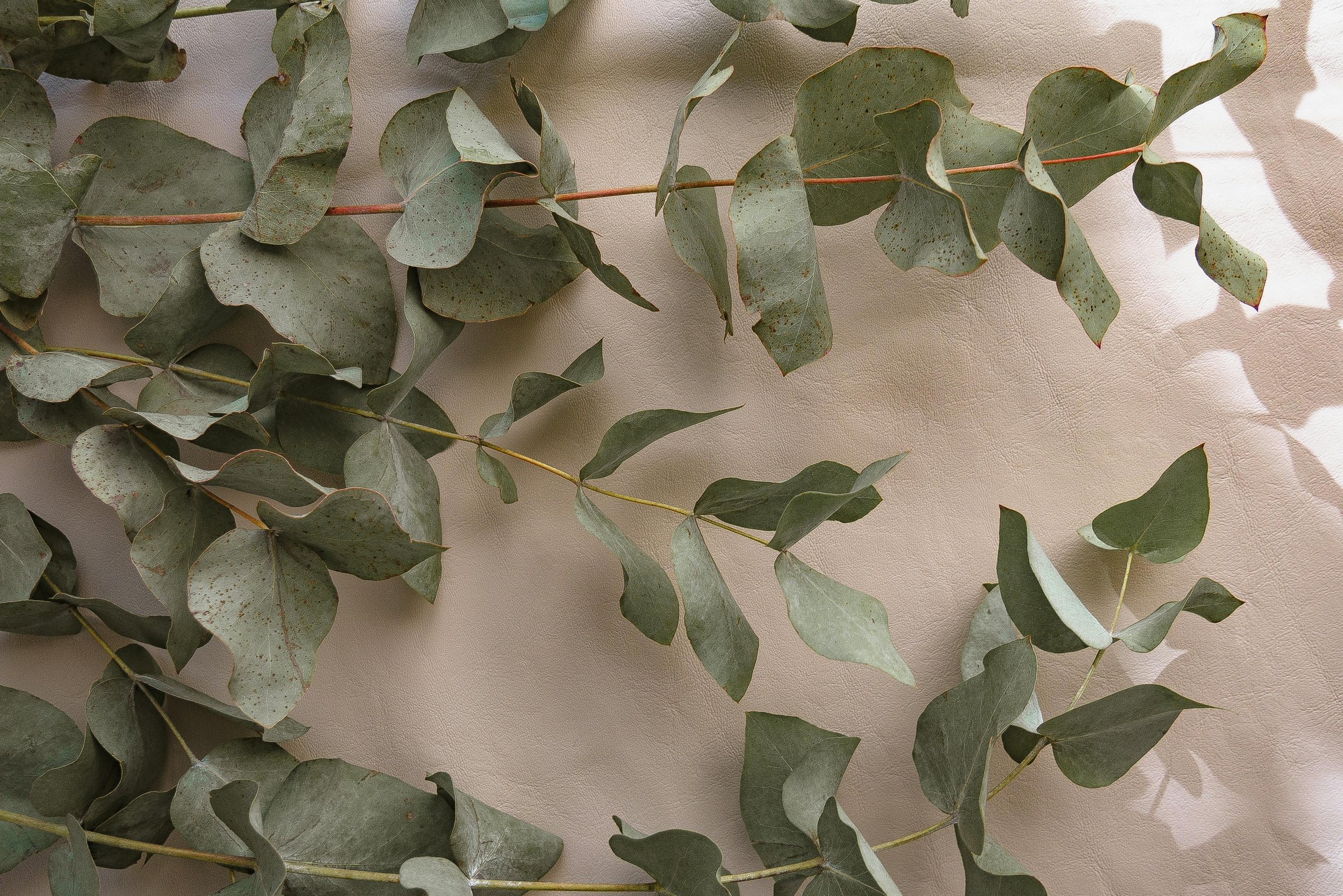 A close-up of eucalyptus leaves with a beige textured surface in the background.