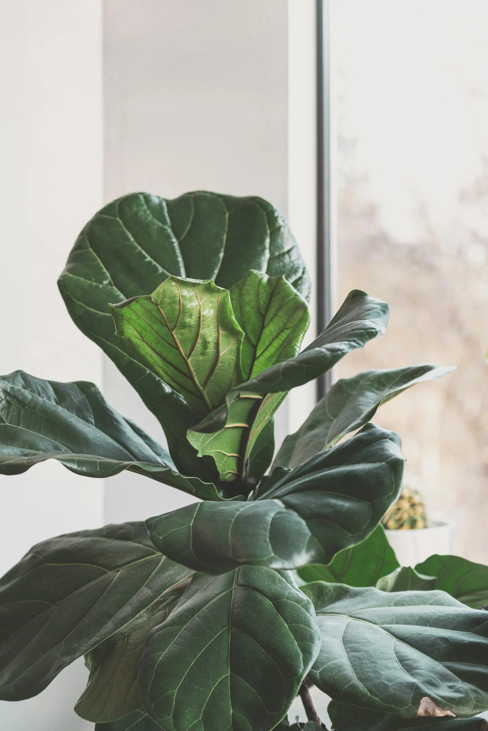 Green leafy plant near a large window, with light coming through.