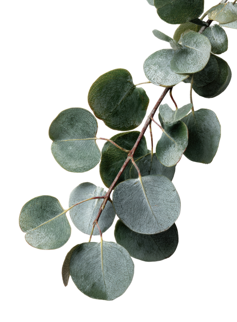Eucalyptus branch with round, green, silvery leaves.