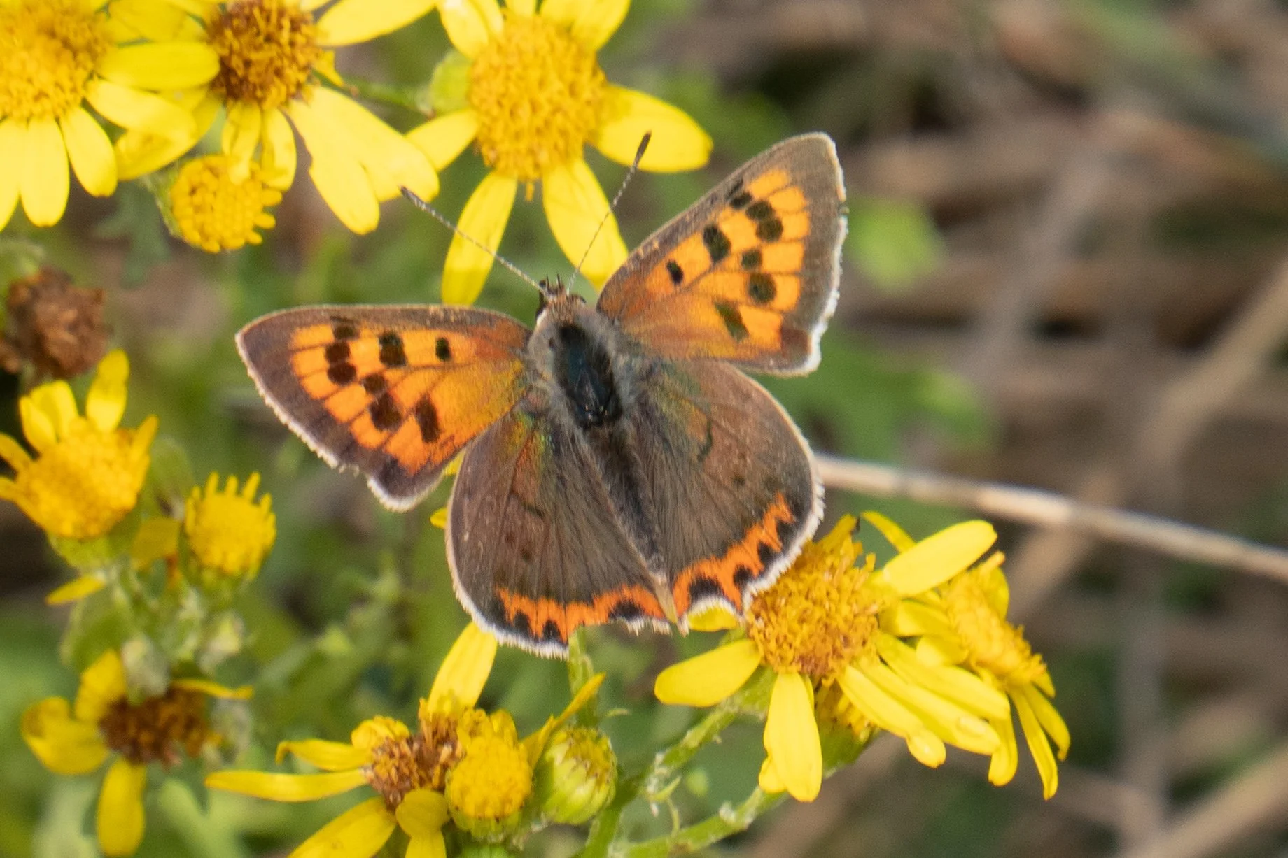 A butterfly with orange and black patterned wings perched on a yellow flower.