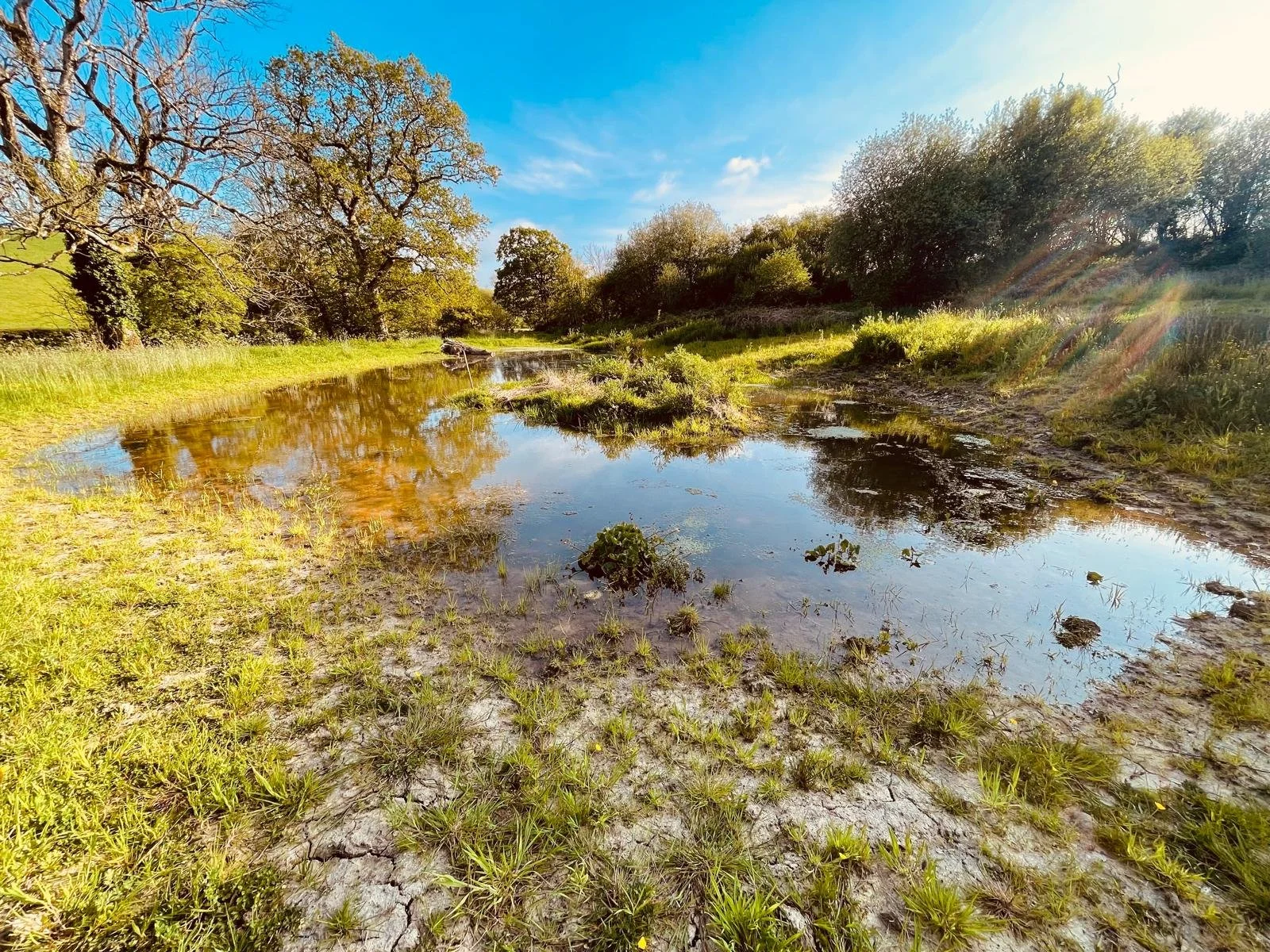 A shallow creek running through a grassy area with trees on both sides, with a clear blue sky and some clouds overhead, and sunlight creating lens flares.