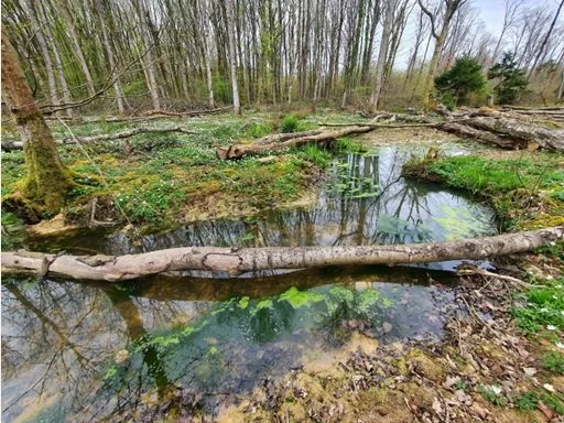 A small forest stream with fallen trees and green plants along the bank, surrounded by leafless trees.
