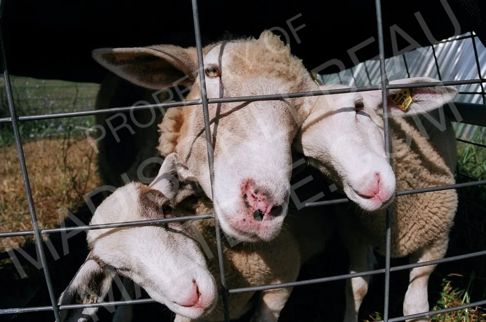 3 Sheep.jpg