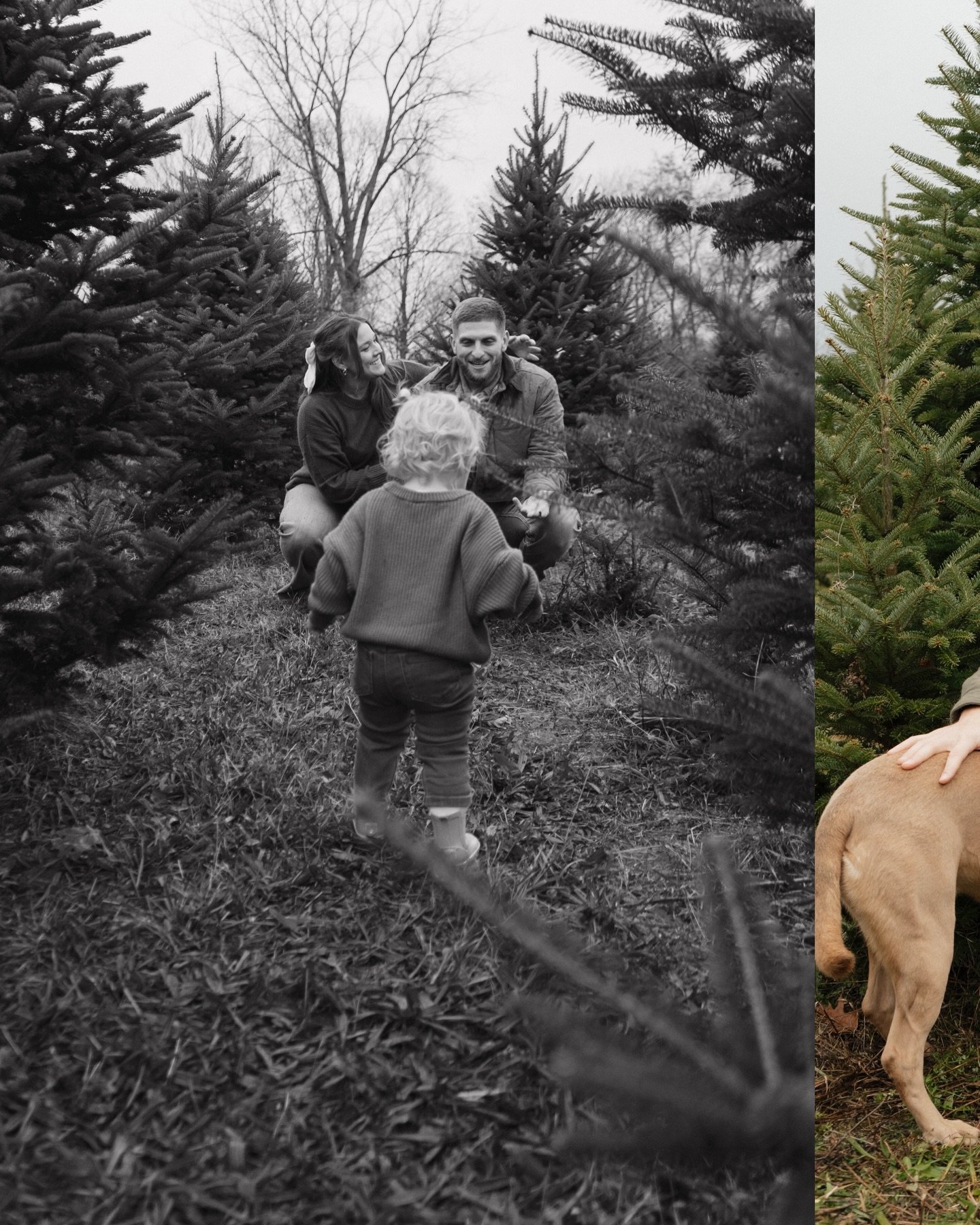 Cutest family session at Page&rsquo;s Tree Farm!