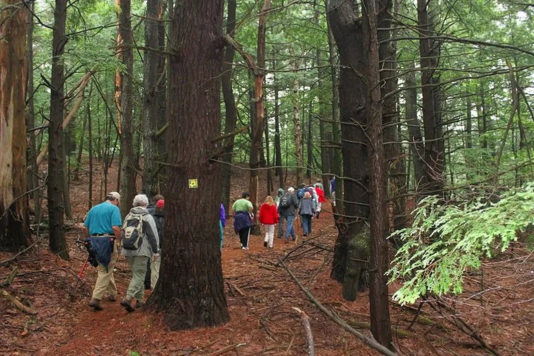 Whispering Walls and Soaring Pines: A Heritage Hike