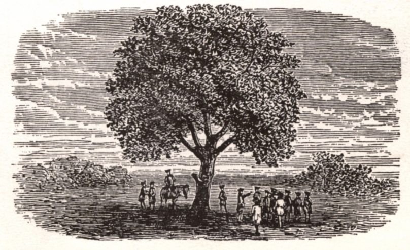 Planting History: Liberty Tree Dedication