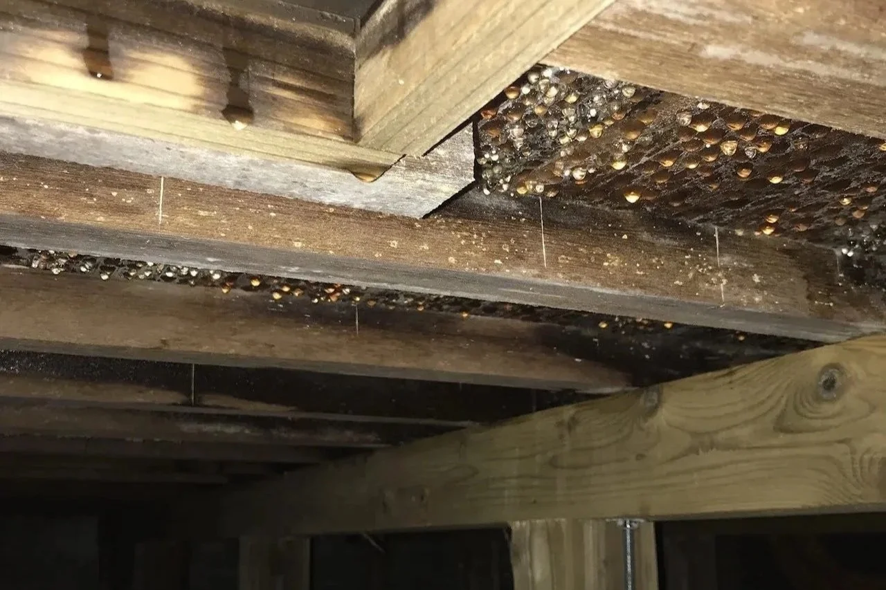 Water droplets condensed on the underside of a subfloor and floor joists in a vented crawl space, with dark staining and mold growth on the framing.