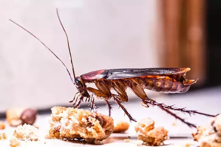 A cockroach on a surface surrounded by scattered crumbs.