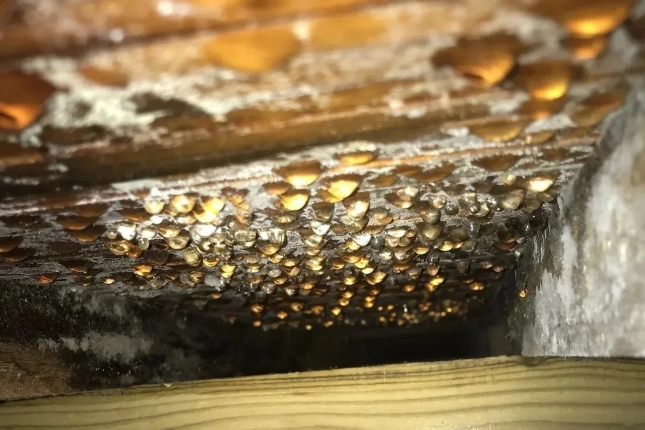 Close-up of condensation droplets and mold growth on the underside of a crawl space subfloor and the top of a floor joist.