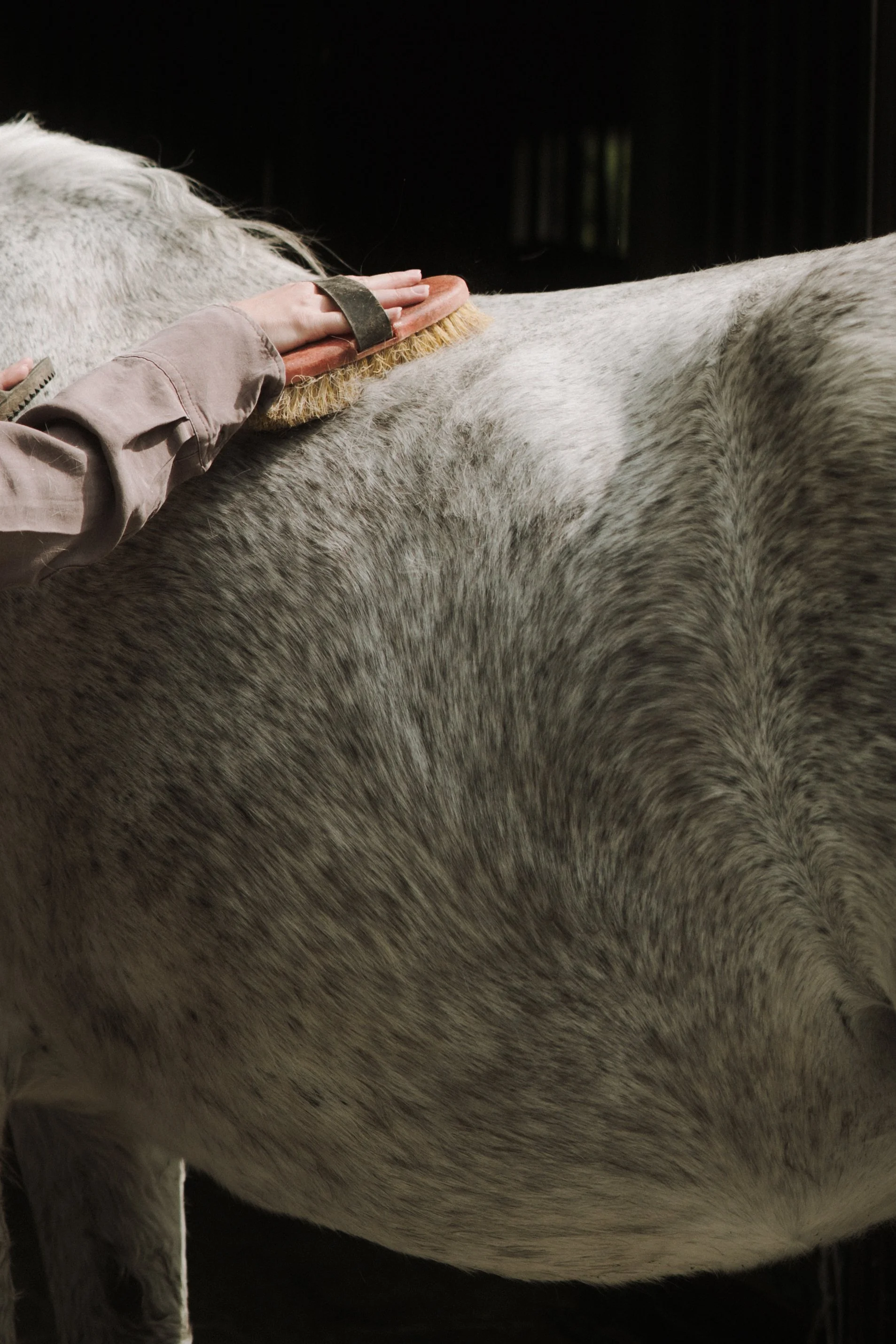 Person bürstet die Haut eines grauen Pferdes in einer dunklen Stallumgebung.