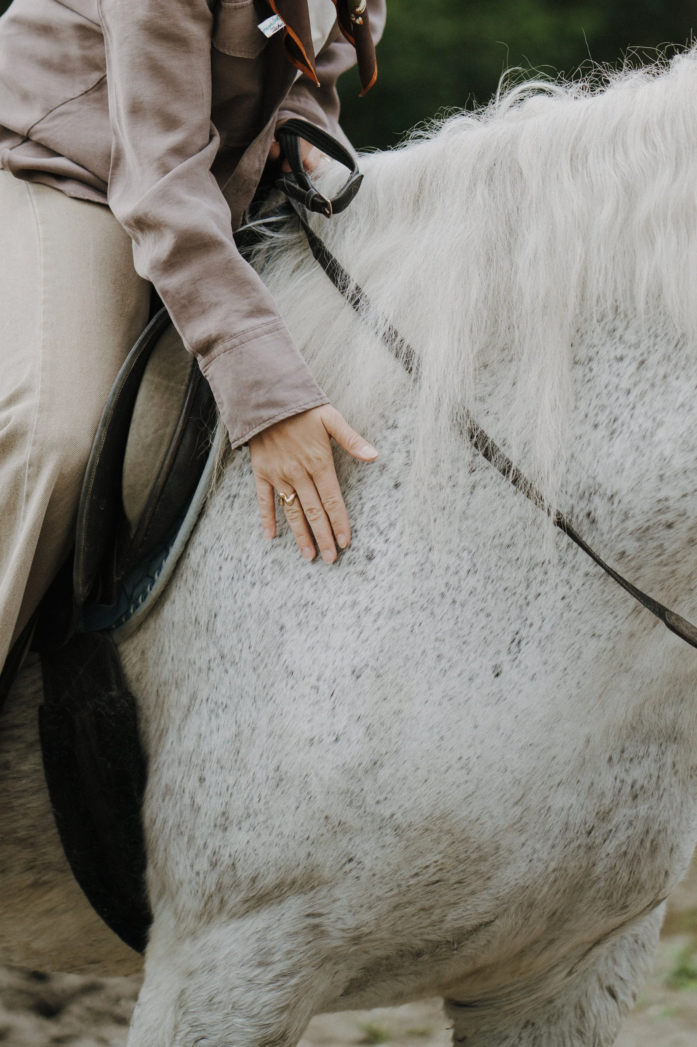 Eine Person sitzt auf einem weißen Pferd, hält das Pferd am Hals und trägt eine goldene Ring an der Hand.