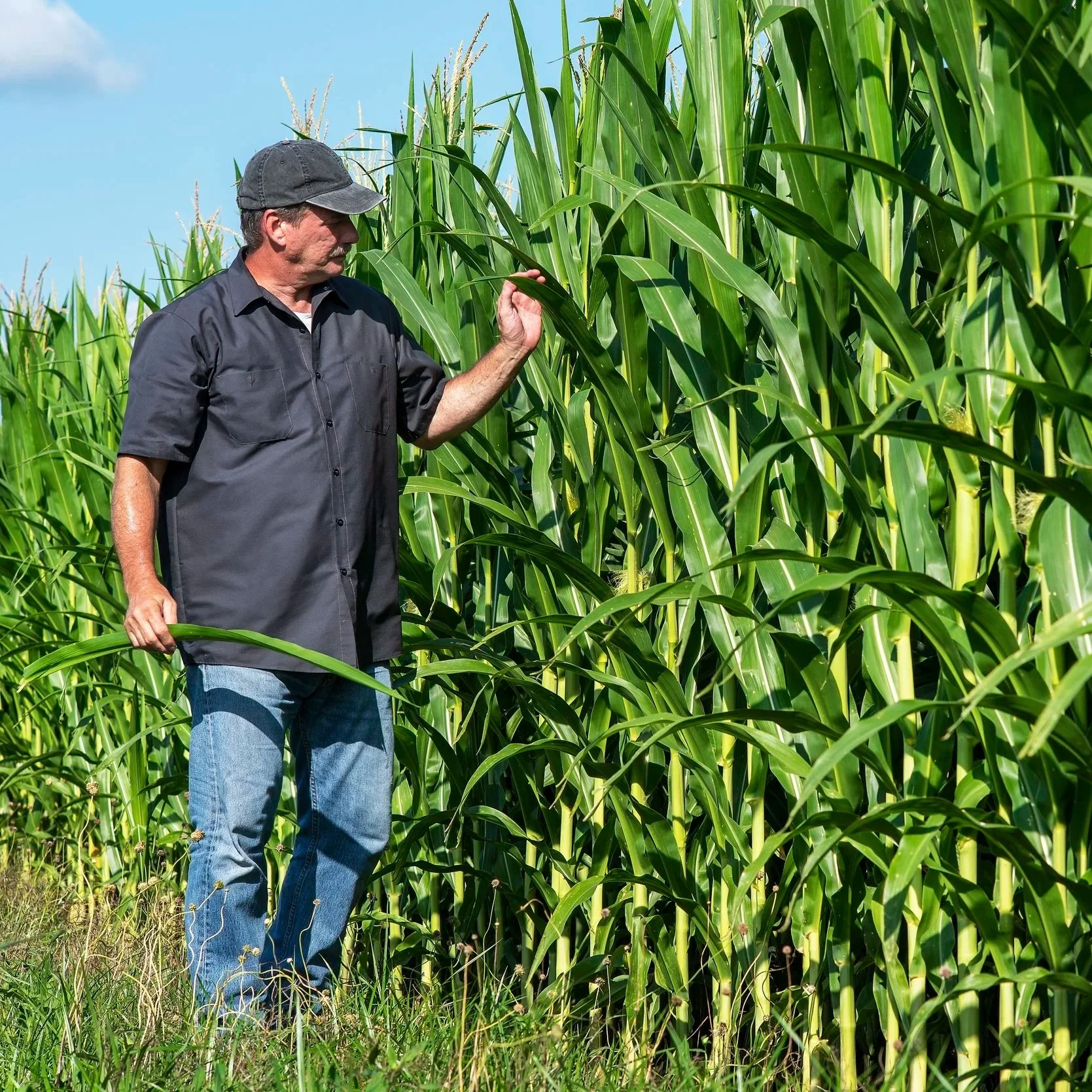 A man in a black shirt and blue jeans standing in a cornfield during daytime, touching a tall corn stalk