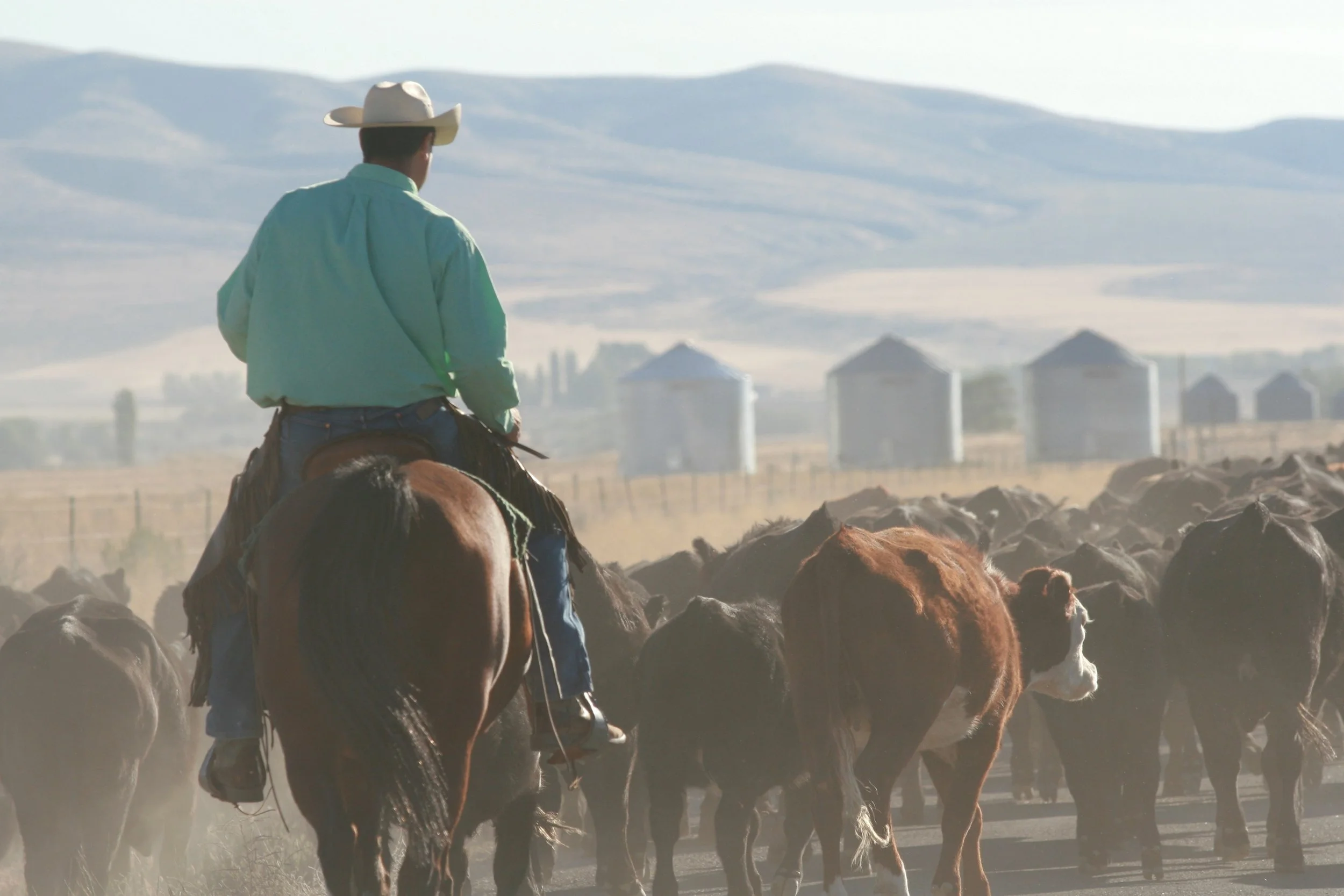 A cowboy riding a horse amidst a herd of cattle with silos and mountains in the background.