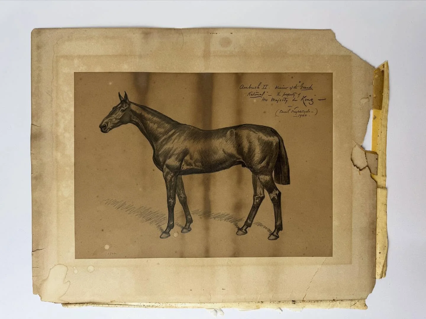 **SOLD** Ambush II Pencil Drawing by Basil Nightingale (Dated 1902)

&ldquo;Ambush II&rdquo; Grand National Winning Horse for King Edward VII

Basil Nightingale (1864 &ndash; 1940) 
Lithographic Facsimile Drawing 
London, 1902

Measures:-
45 cm x 57 