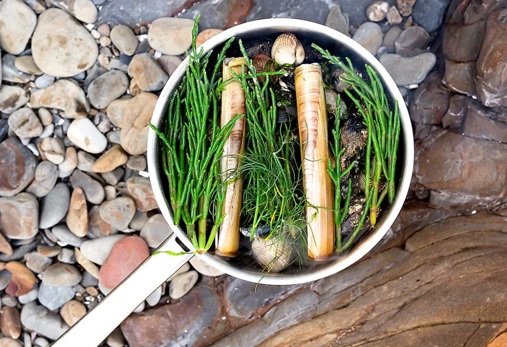 Foraging Wild Food on the UK Coast