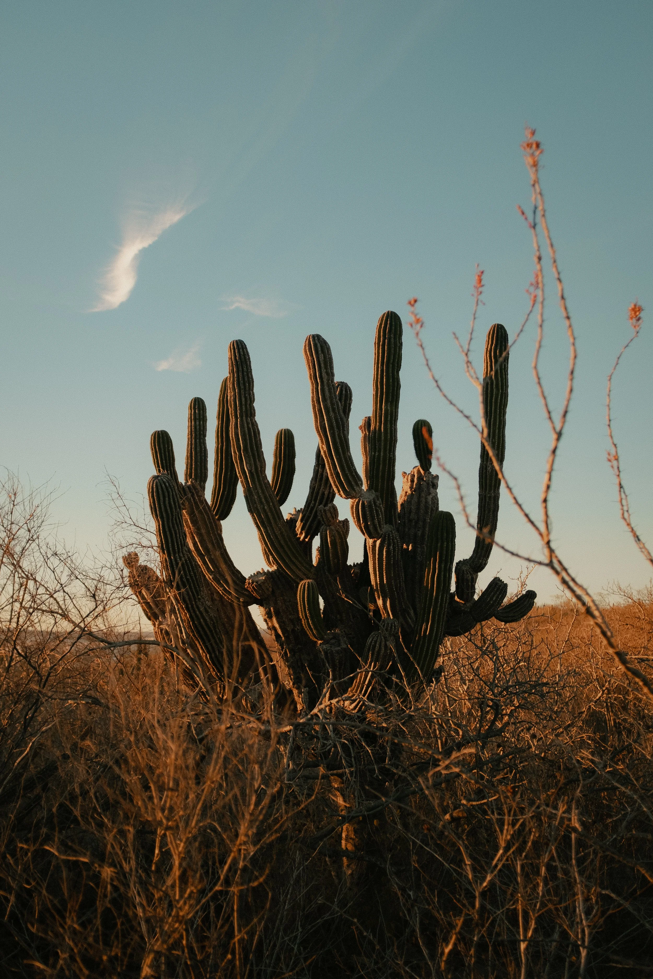 A desert landscape featuring a large Saguaro cactus with multiple arms, surrounded by dry shrubs and leafless bushes, under a clear blue sky during sunset or sunrise.