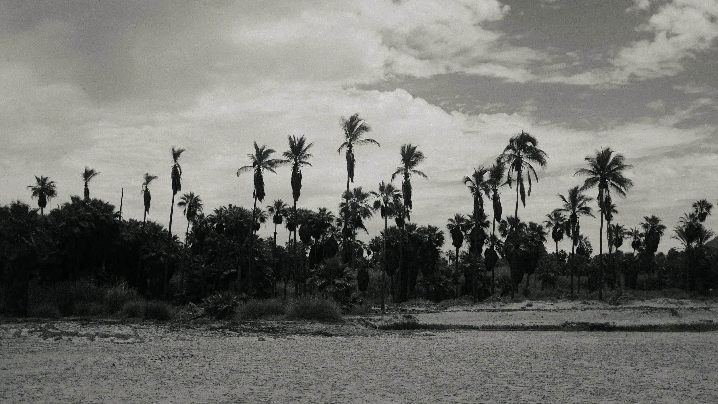 Black and white photograph of a beach with a line of tall palm trees and dense foliage in the background. The sky is partly cloudy.