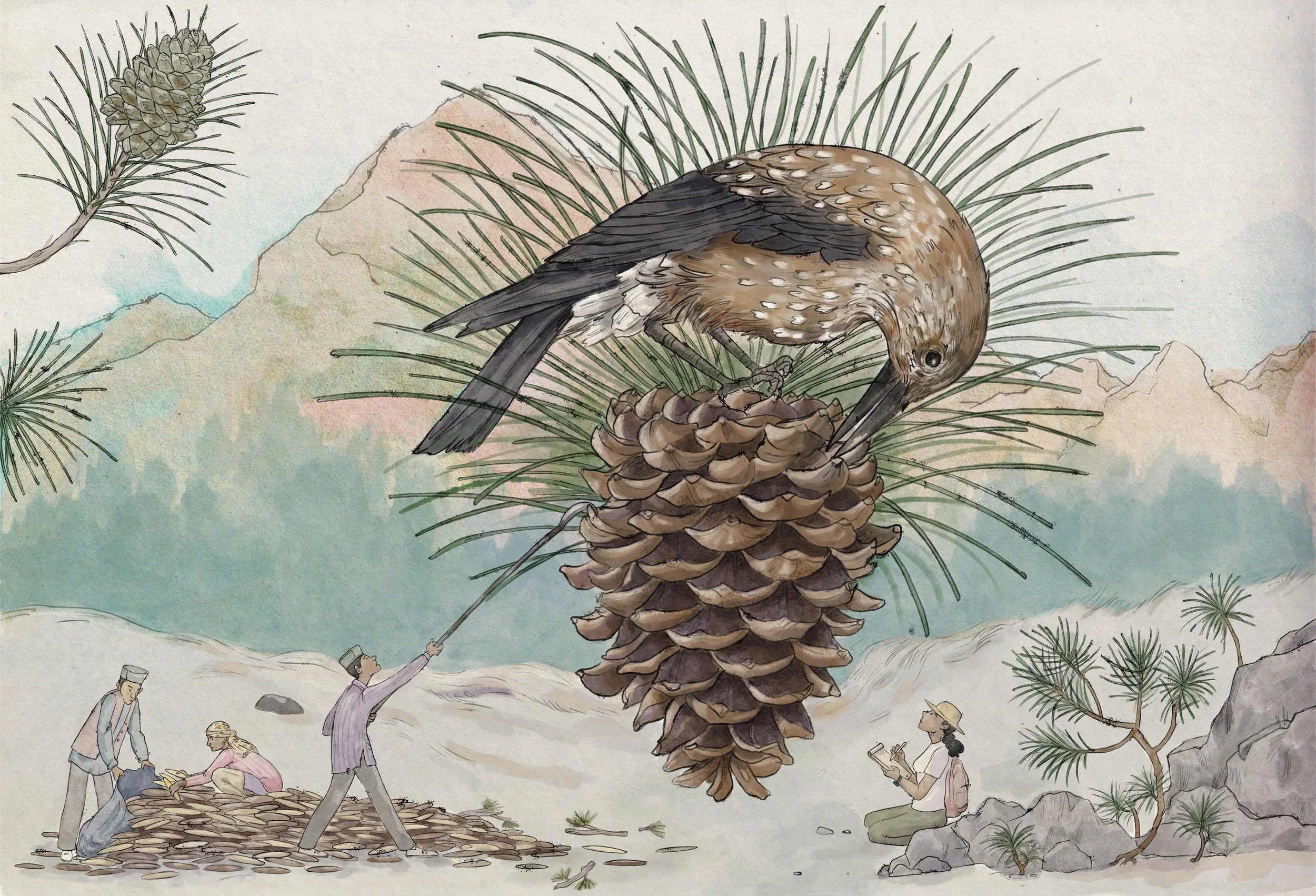 A detailed illustration of a bird perched on a pine cone, with a mountain landscape in the background, and four people collecting and examining pine cones in the foreground.