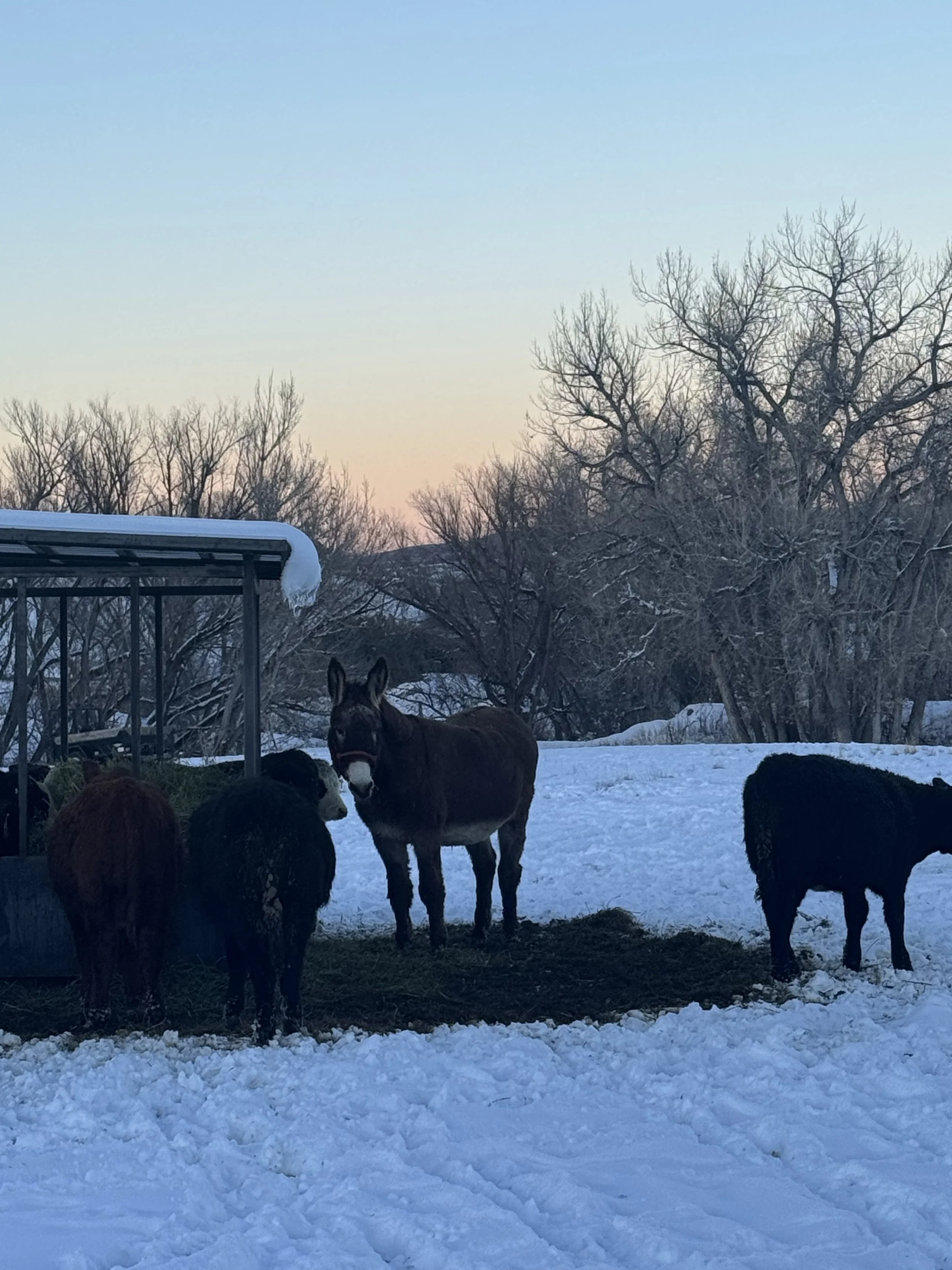 A snowy rural scene with a donkey and several cows near a shelter, with leafless trees and a sunset sky in the background.