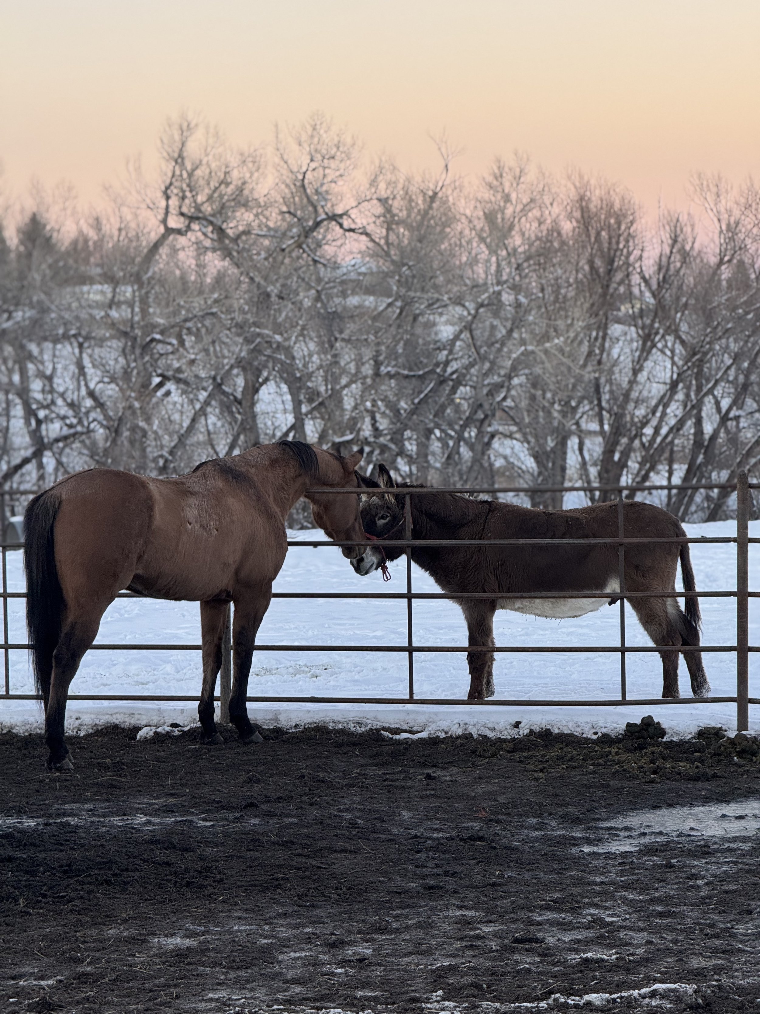 Two horses, one brown and one black, nuzzling each other behind a metal fence in a snowy outdoor setting during sunset.