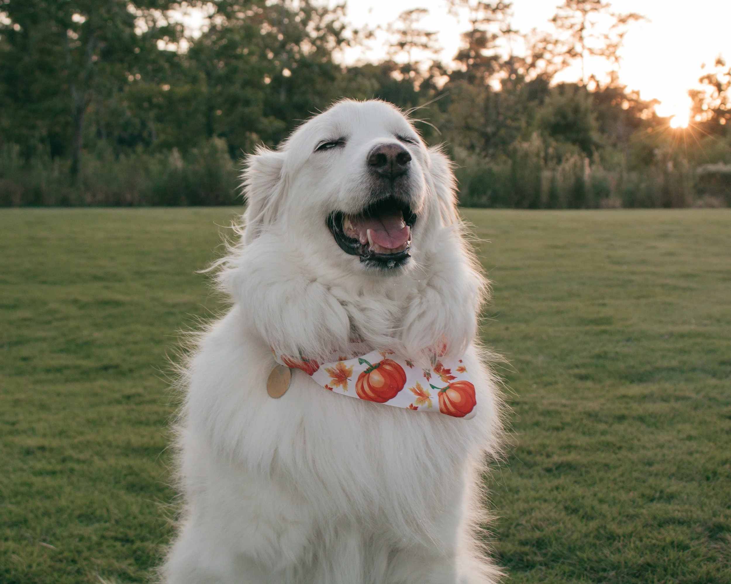Fluffy white dog with autumn-themed bandana lounges on grassy field at golden hour, surrounded by trees and warm fall light.