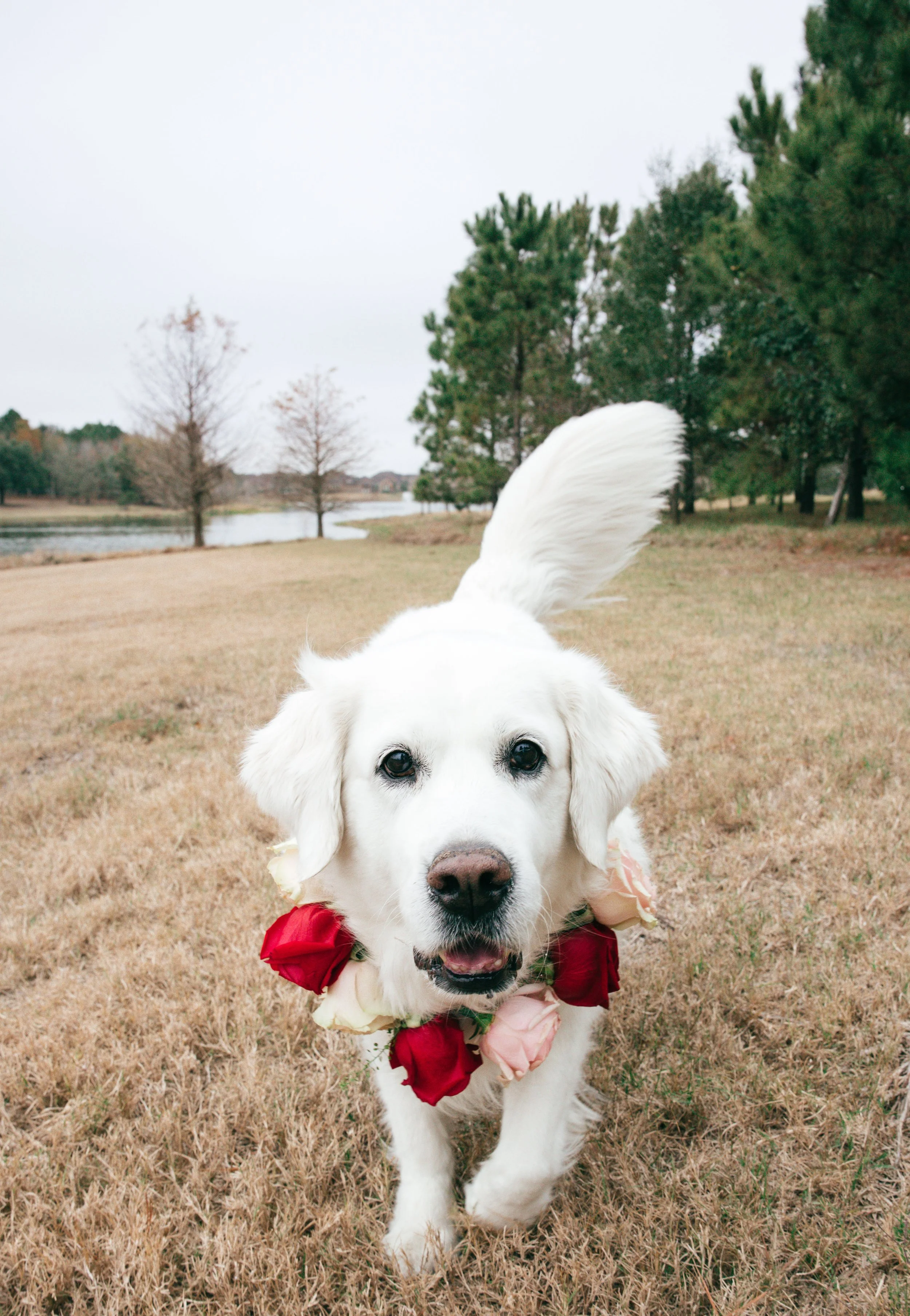 White dog wearing floral collar moves through grassy field, framed by foggy lake, evergreens, and bare trees in a quiet landscape.