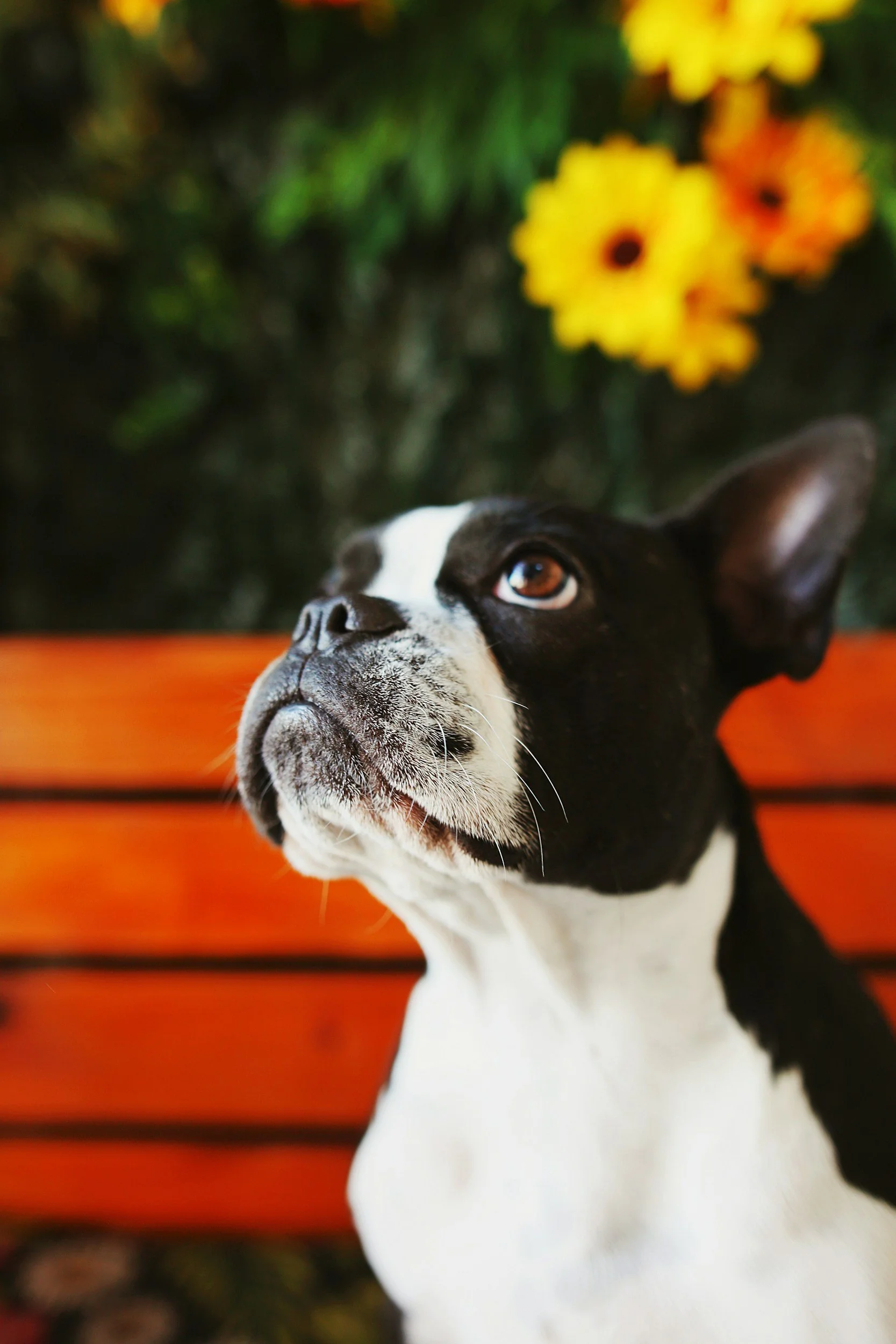 Close-up of a black and white dog with an expressive face, sitting on a wooden bench with a blurred background of yellow and orange flowers and greenery.