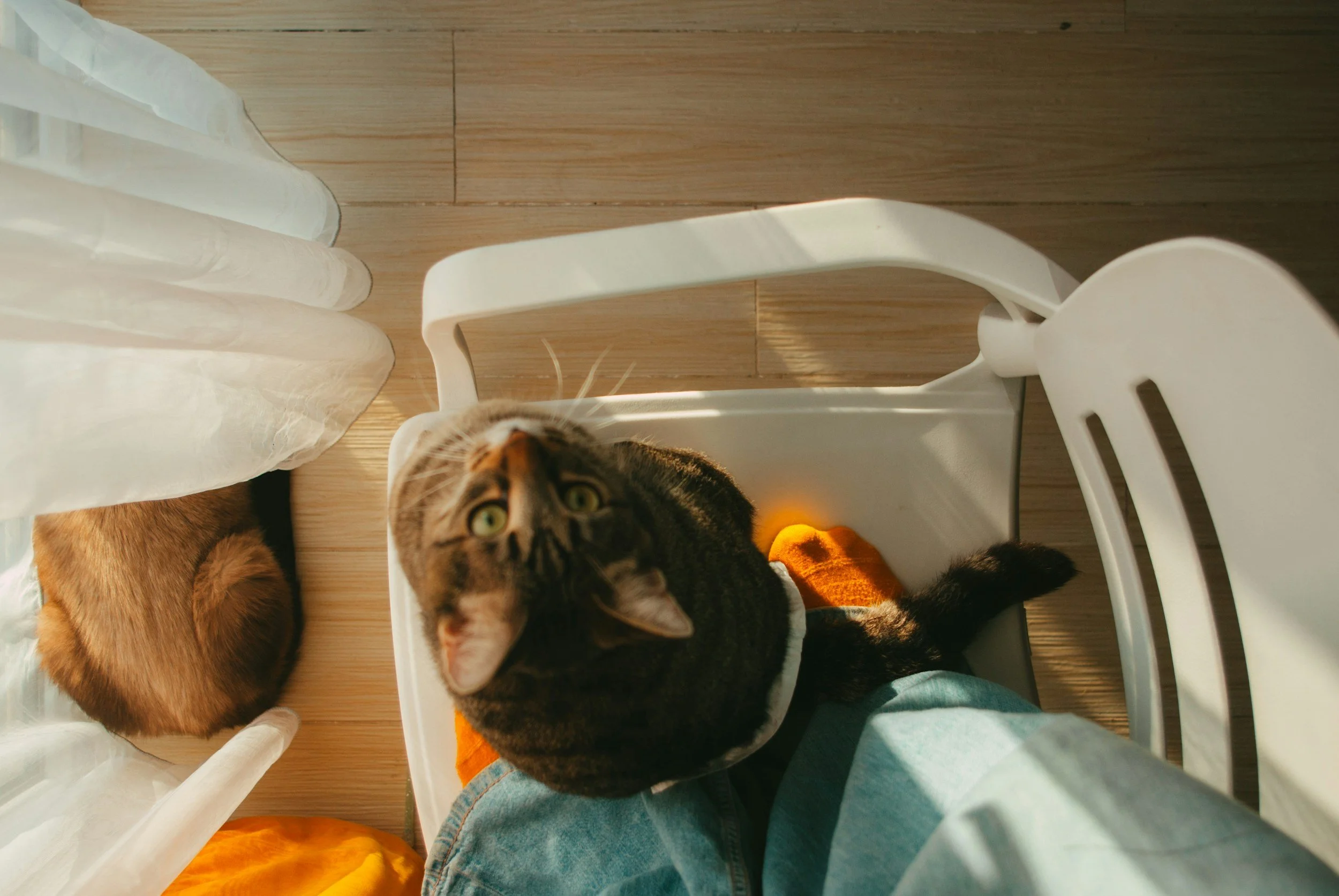 A tabby cat sitting on a white plastic chair looking up at the camera, with sunlight casting shadows on the floor. A second cat, orange in color, is lying on the wooden floor beside the chair, partially visible and facing away from the camera.