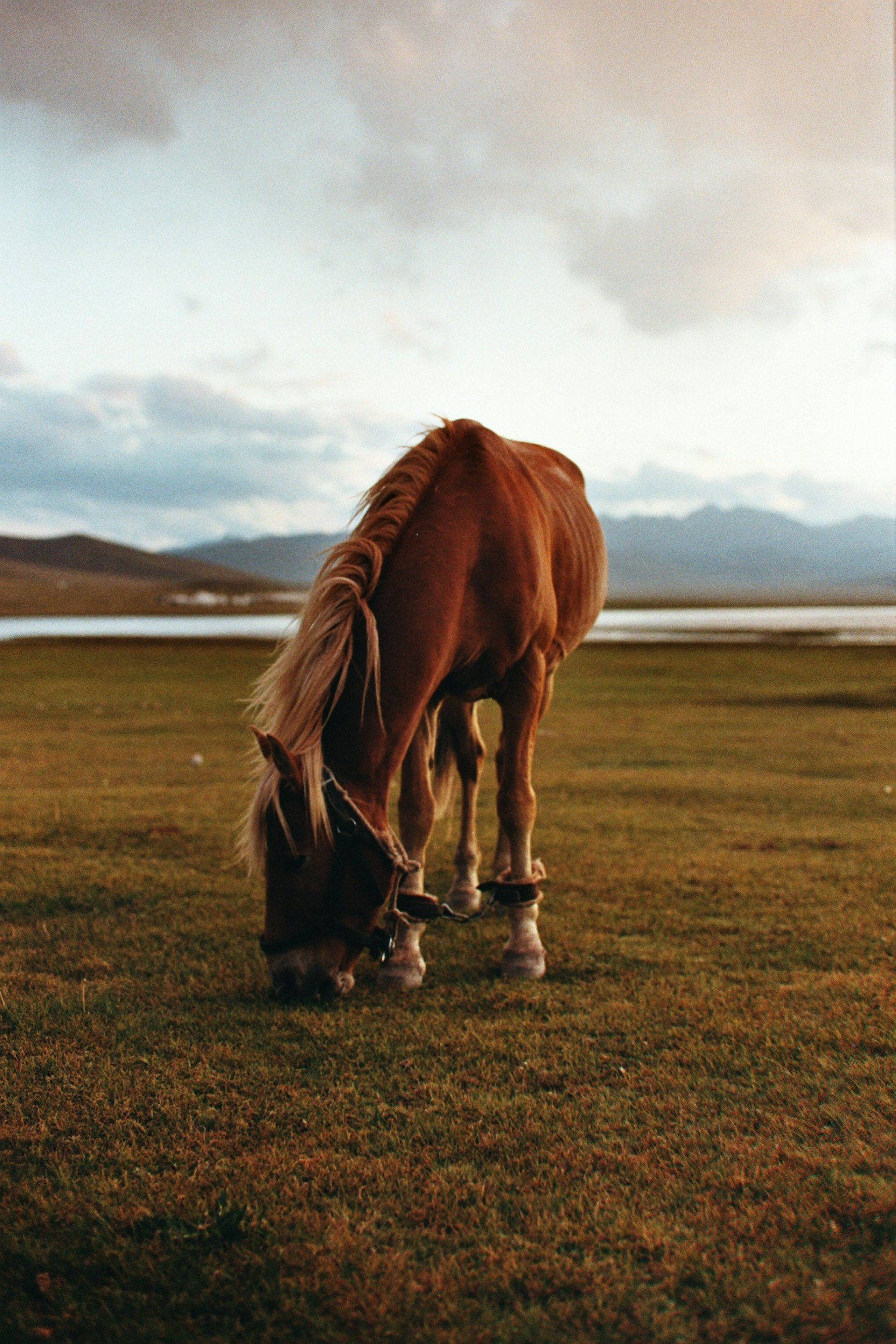 A brown horse grazing on grass in a scenic open field with water and mountains in the background at sunset.