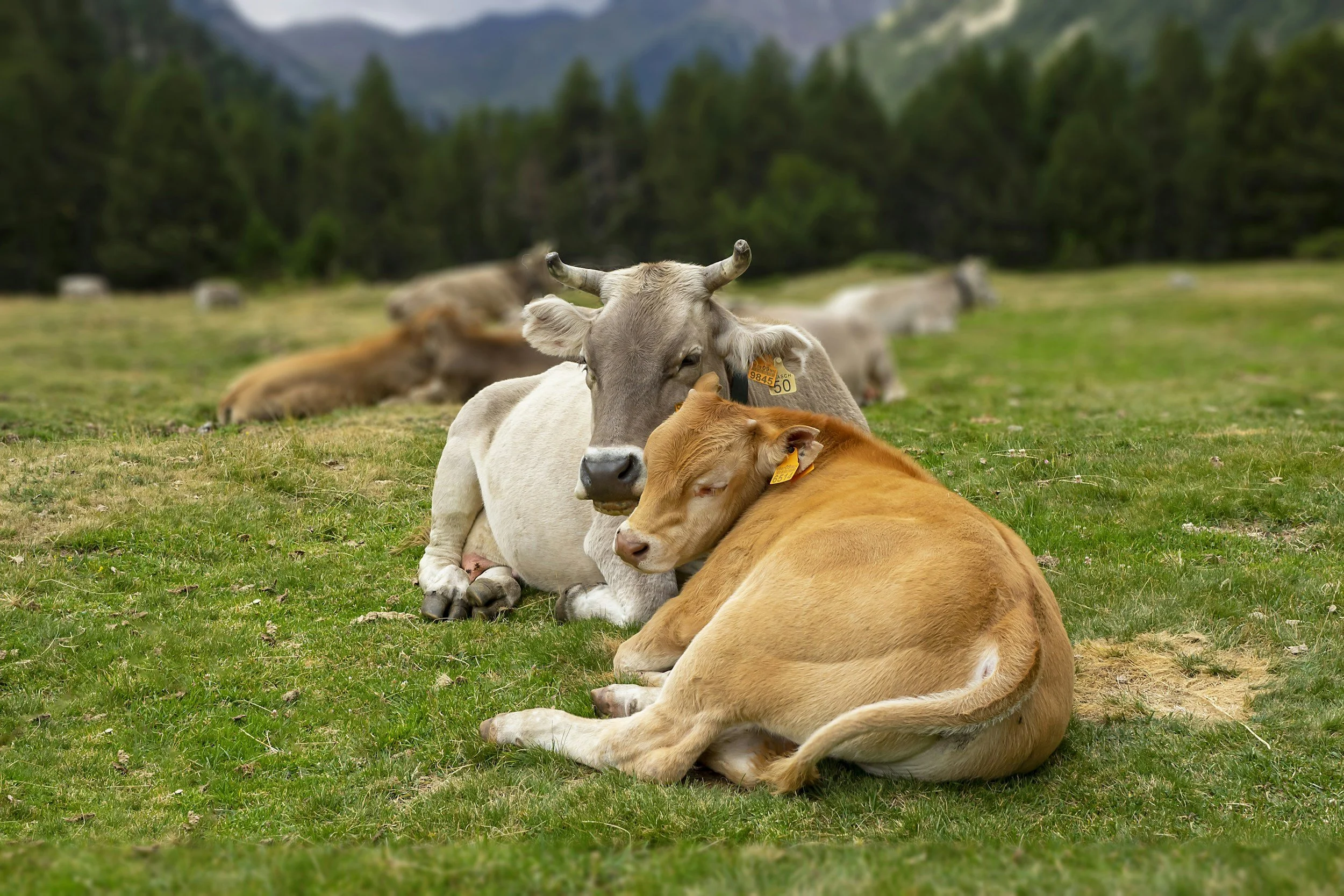 Two calves, one gray and one tan, are lying on green grass in a field, with the tan calf resting its head on the gray calf. Other calves are visible resting in the background, with a forest and mountains further behind.