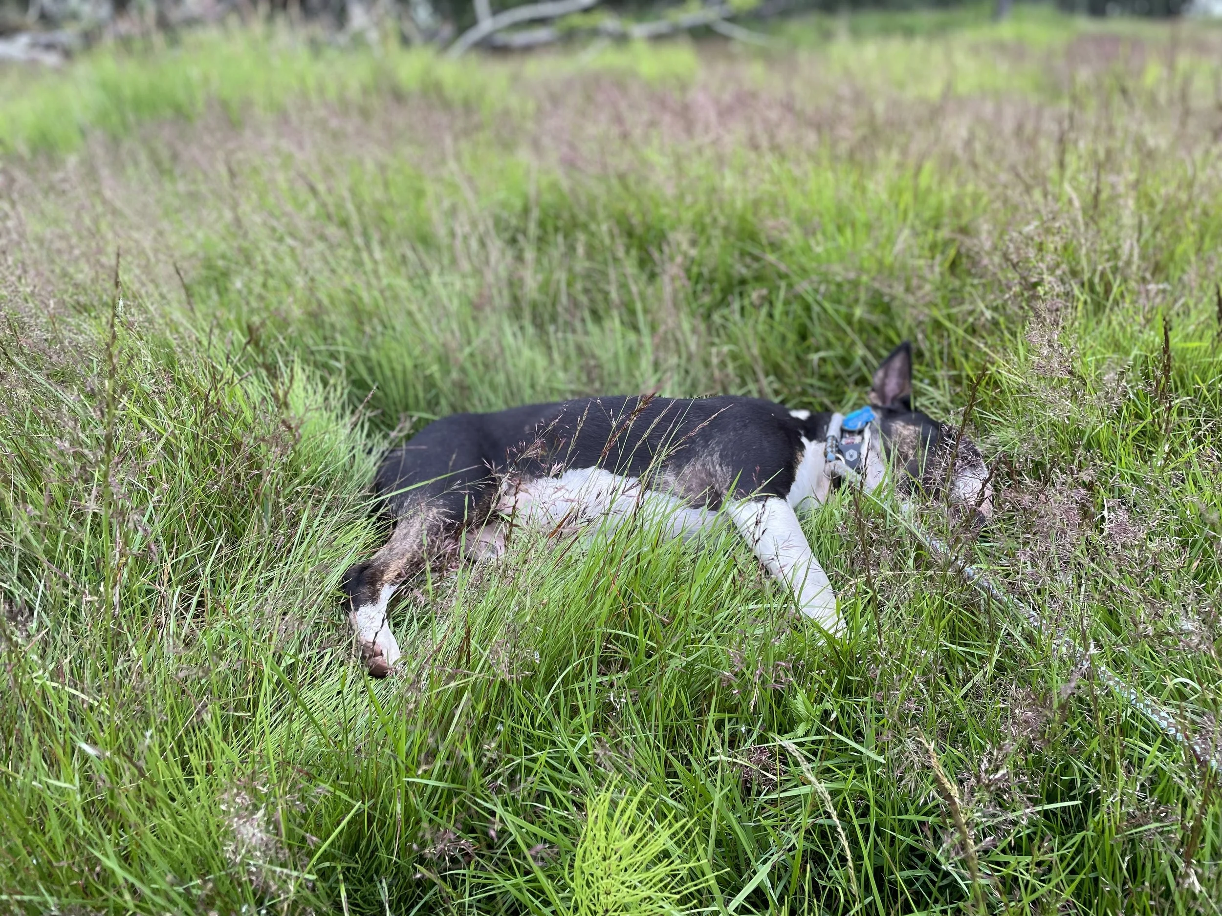 A black and white dog lying in green tall grass and plants outdoors.