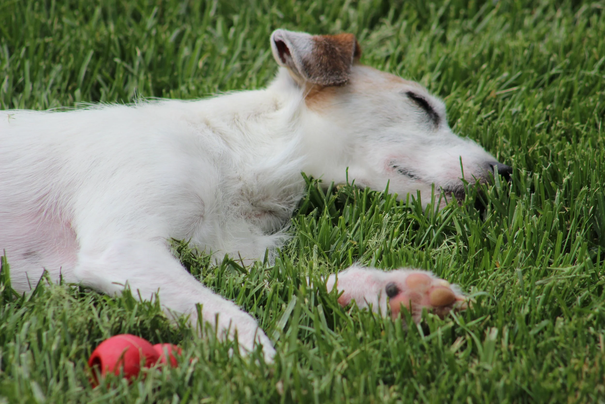 A white and brown dog sleeping on green grass next to a pink and orange piglet, with a red ball nearby.