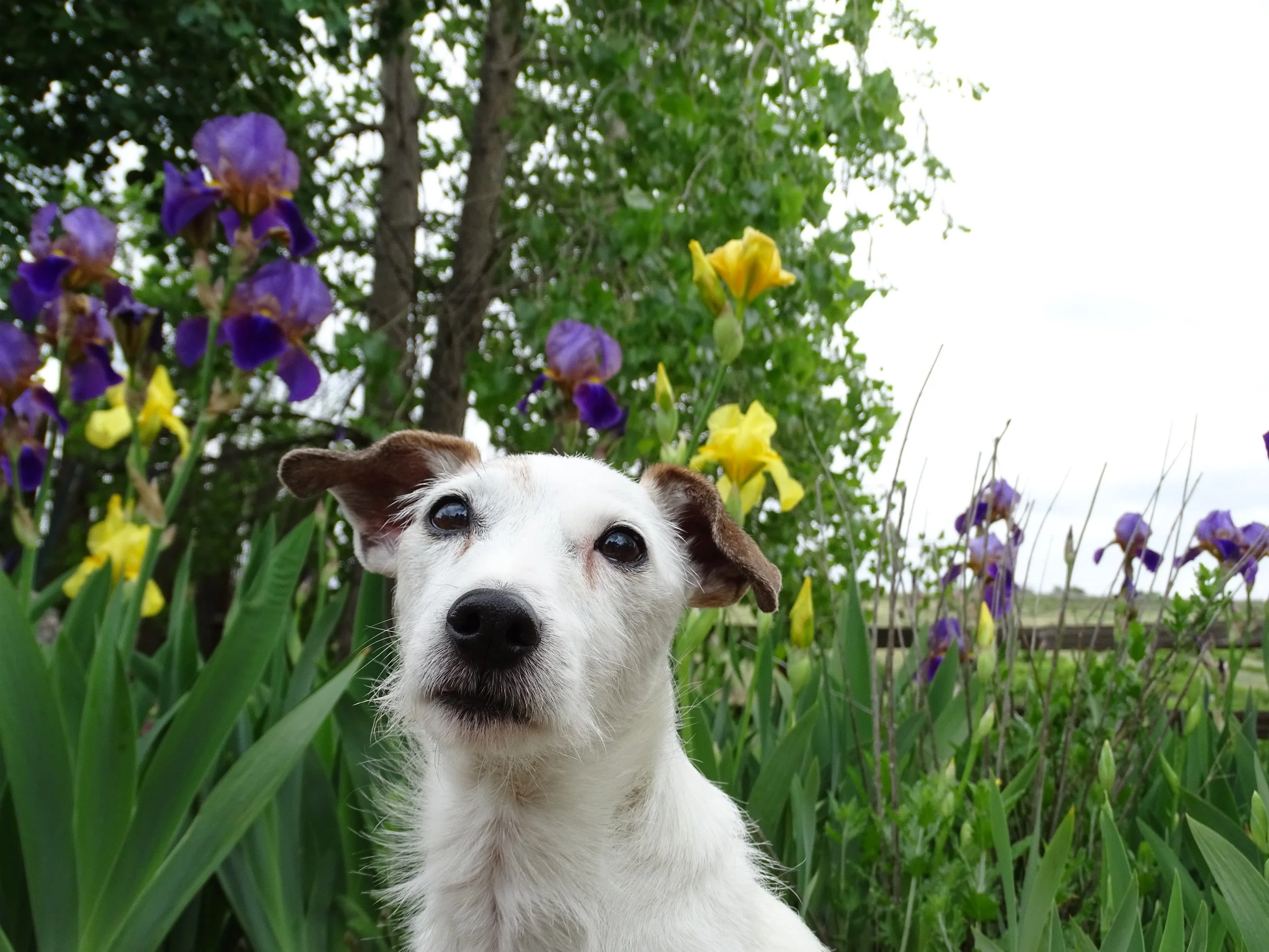A white dog with brown ears and dark eyes standing among purple and yellow irises with a tree and cloudy sky in the background.