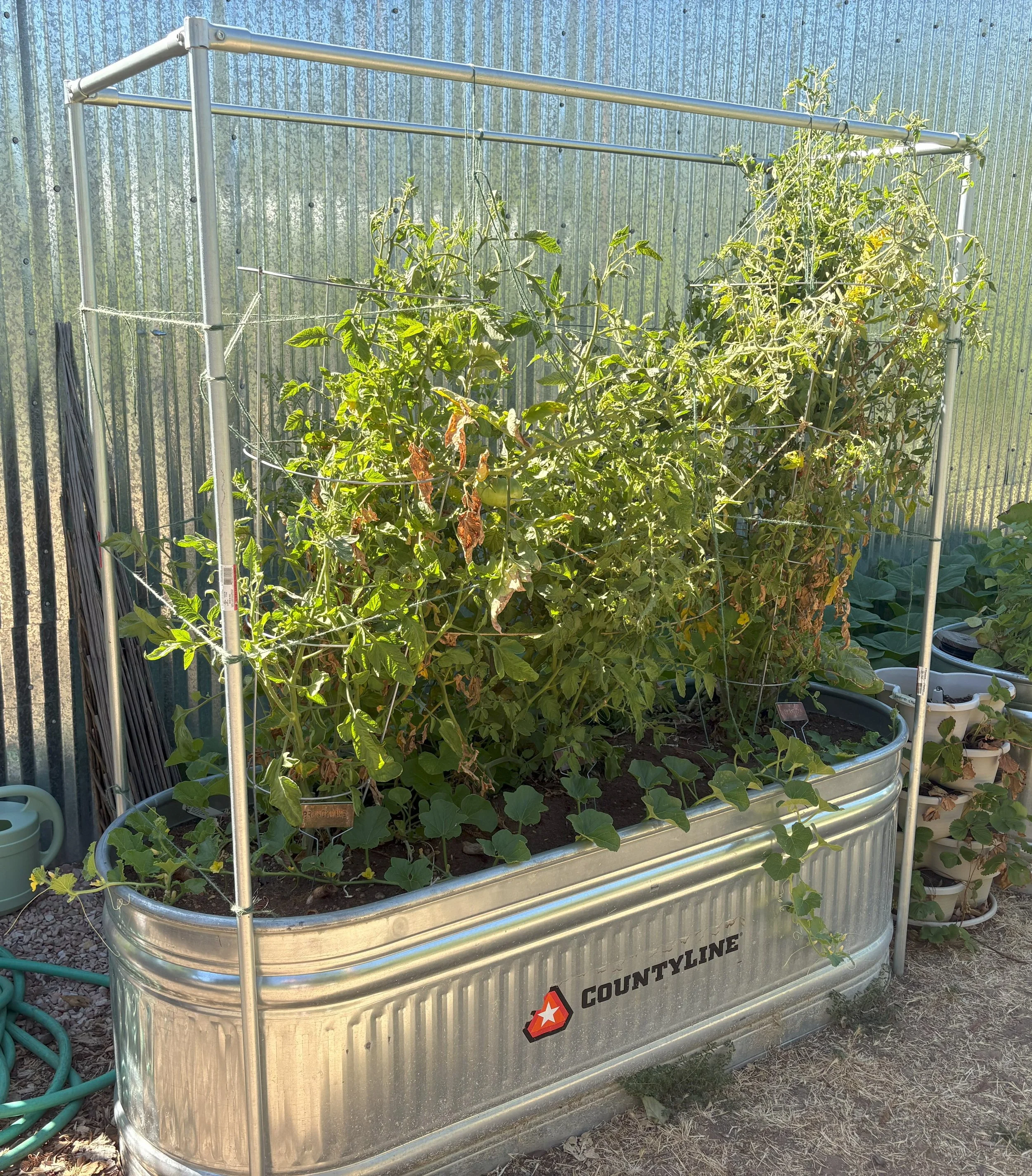 What Shape Trellis Should You Get?