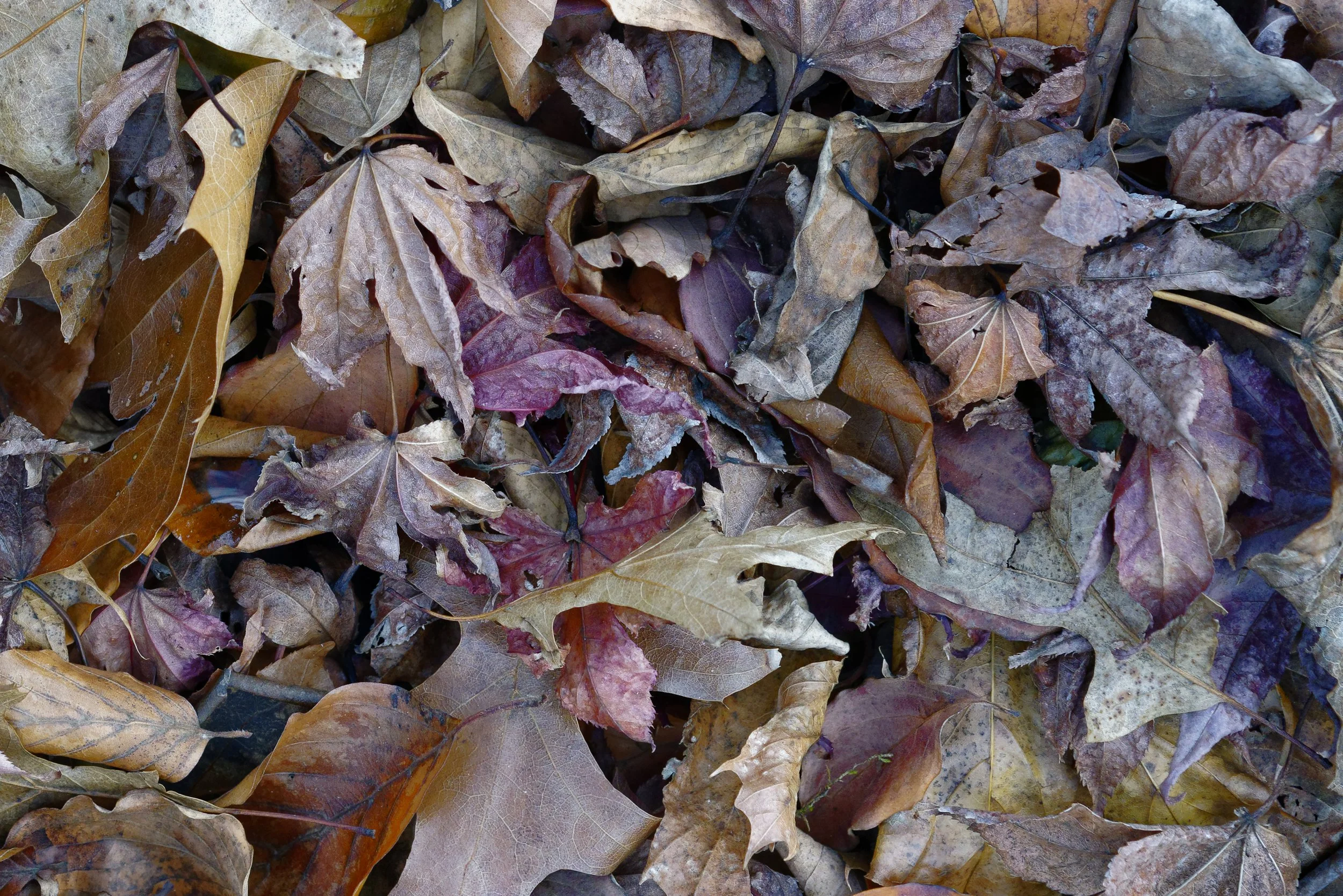 Fall Foliage-186.jpg