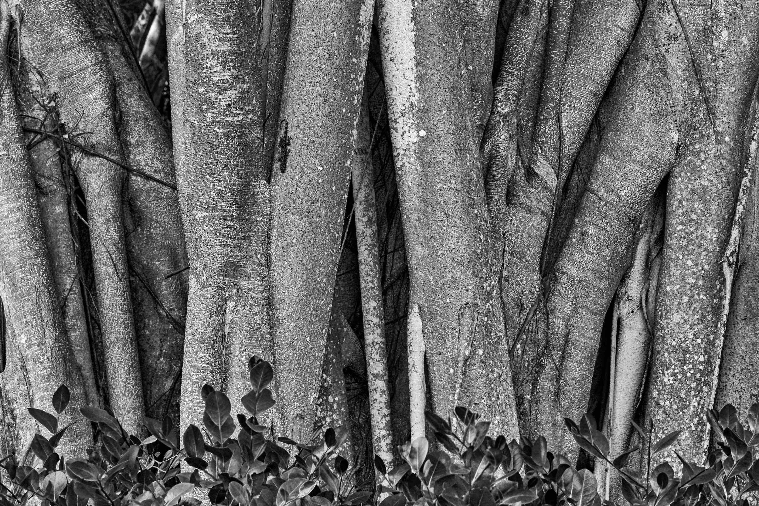 Florida Trees-52_DxO-Edit.jpg