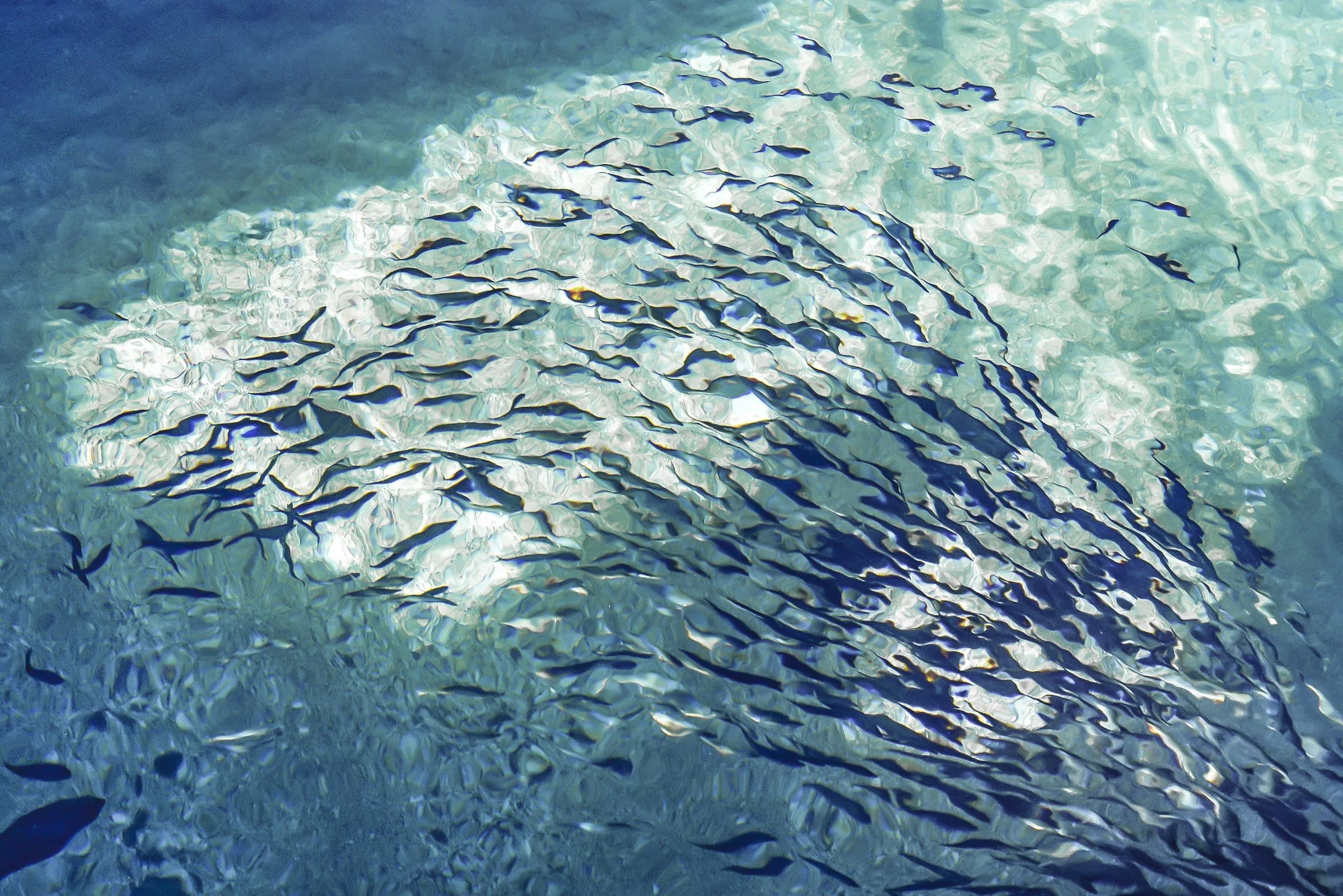 A school of small fish swimming in clear turquoise water, creating ripples and reflections on the surface.