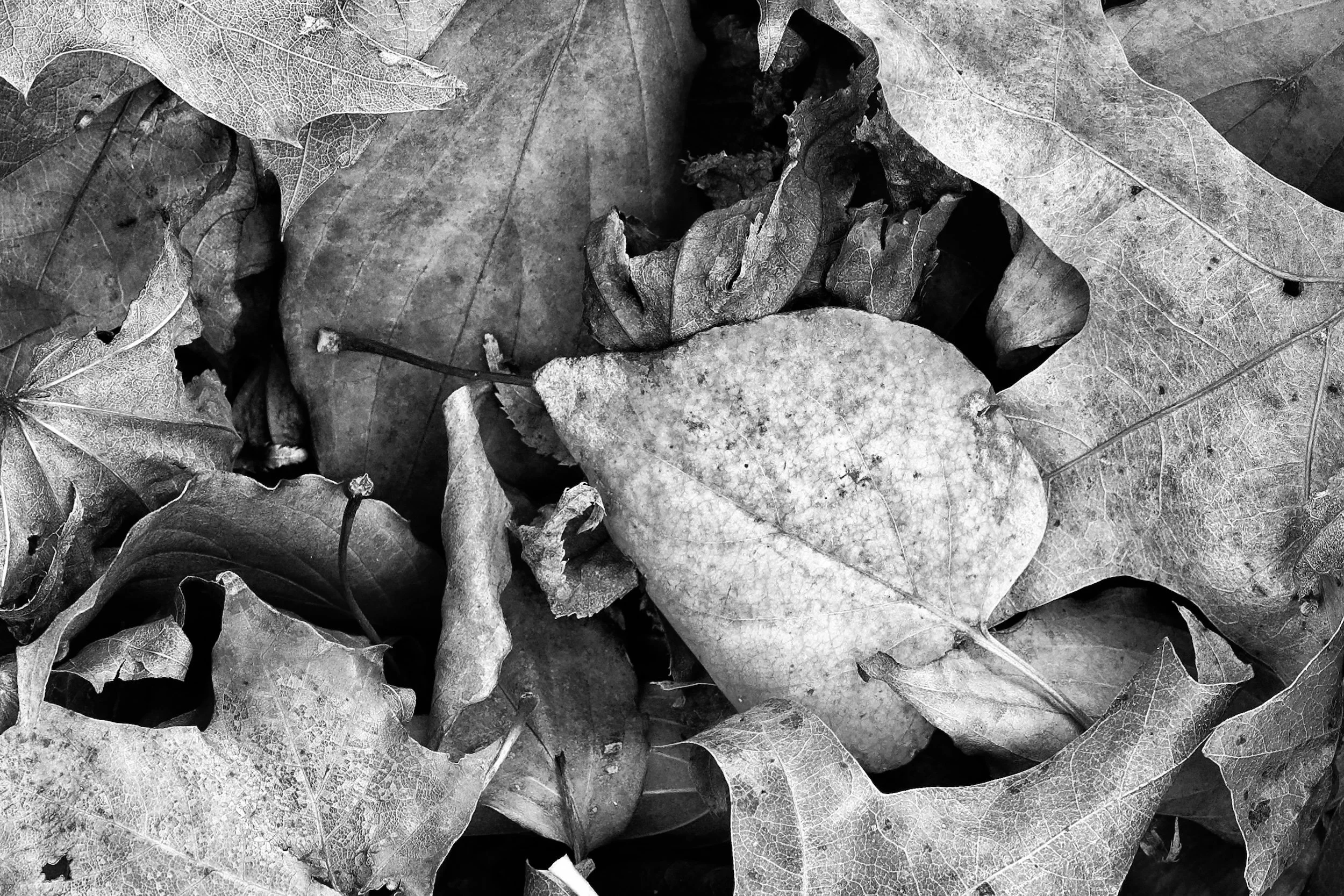 Fall Foliage_2020-73_DxO_DxO-Edit-2.jpg