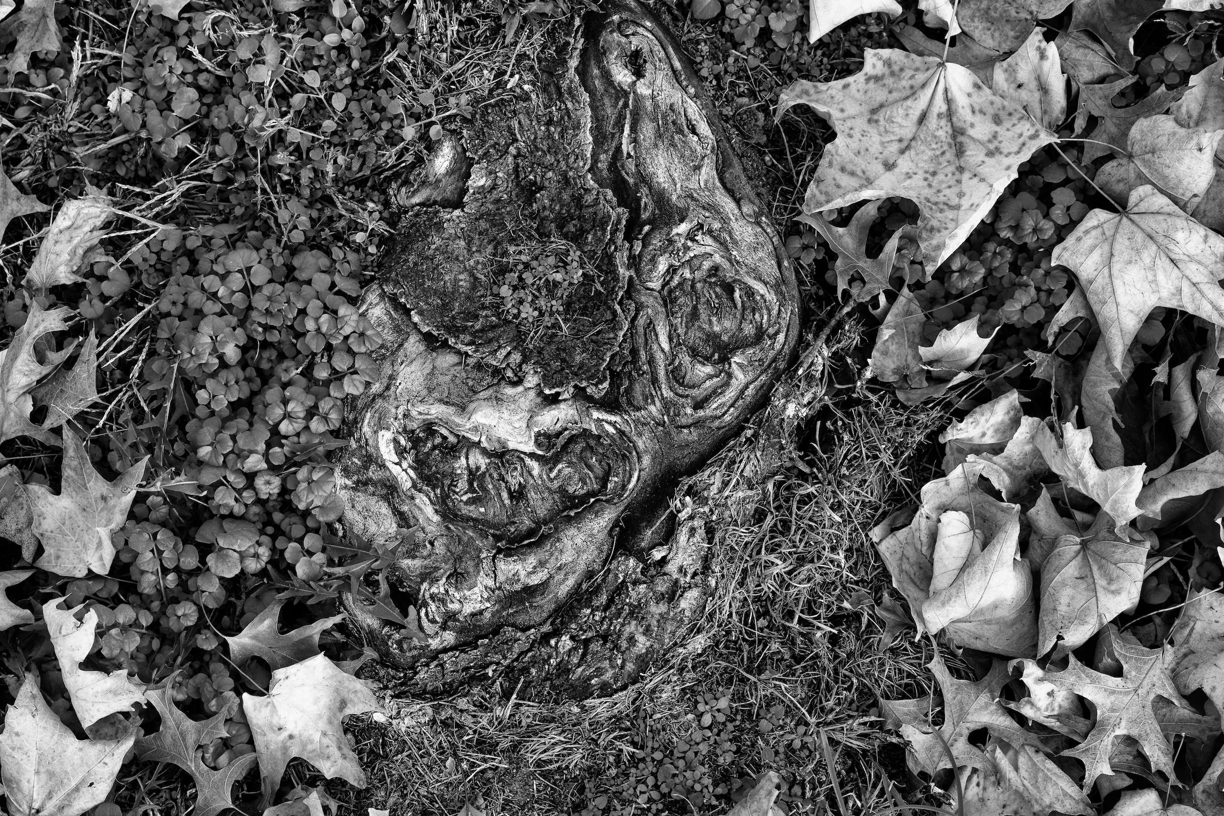 Fall-Leaves-Etc.-279_DxO-Edit.jpg
