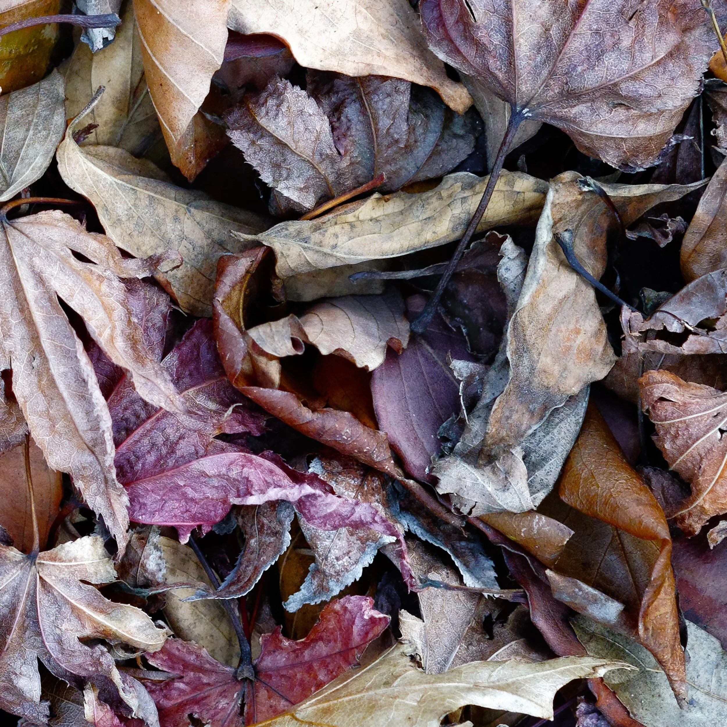 Fall Foliage_2020-73_DxO_DxO.jpg