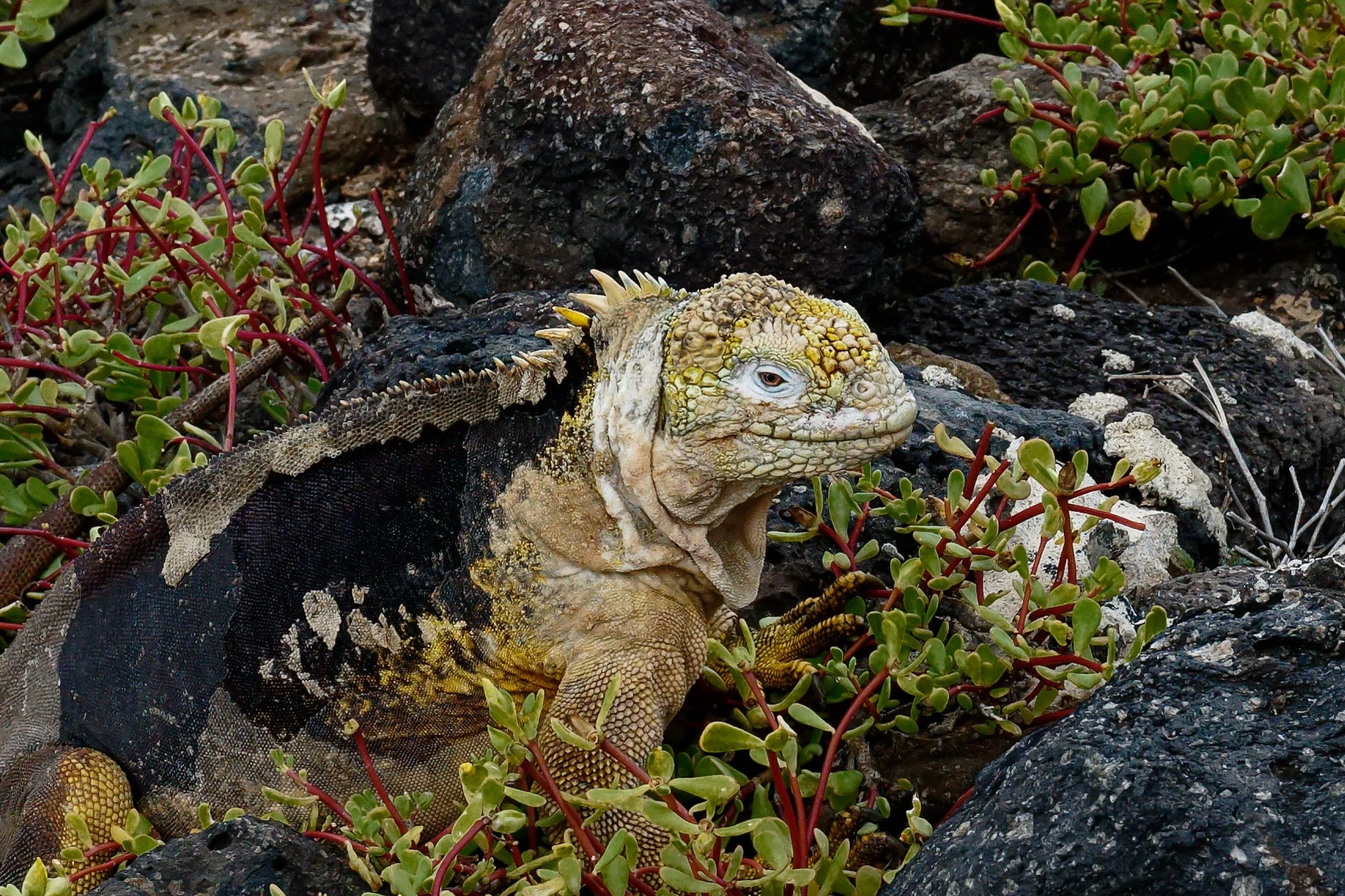 Galapagos-2023-431_DxO-Edit-2.jpg
