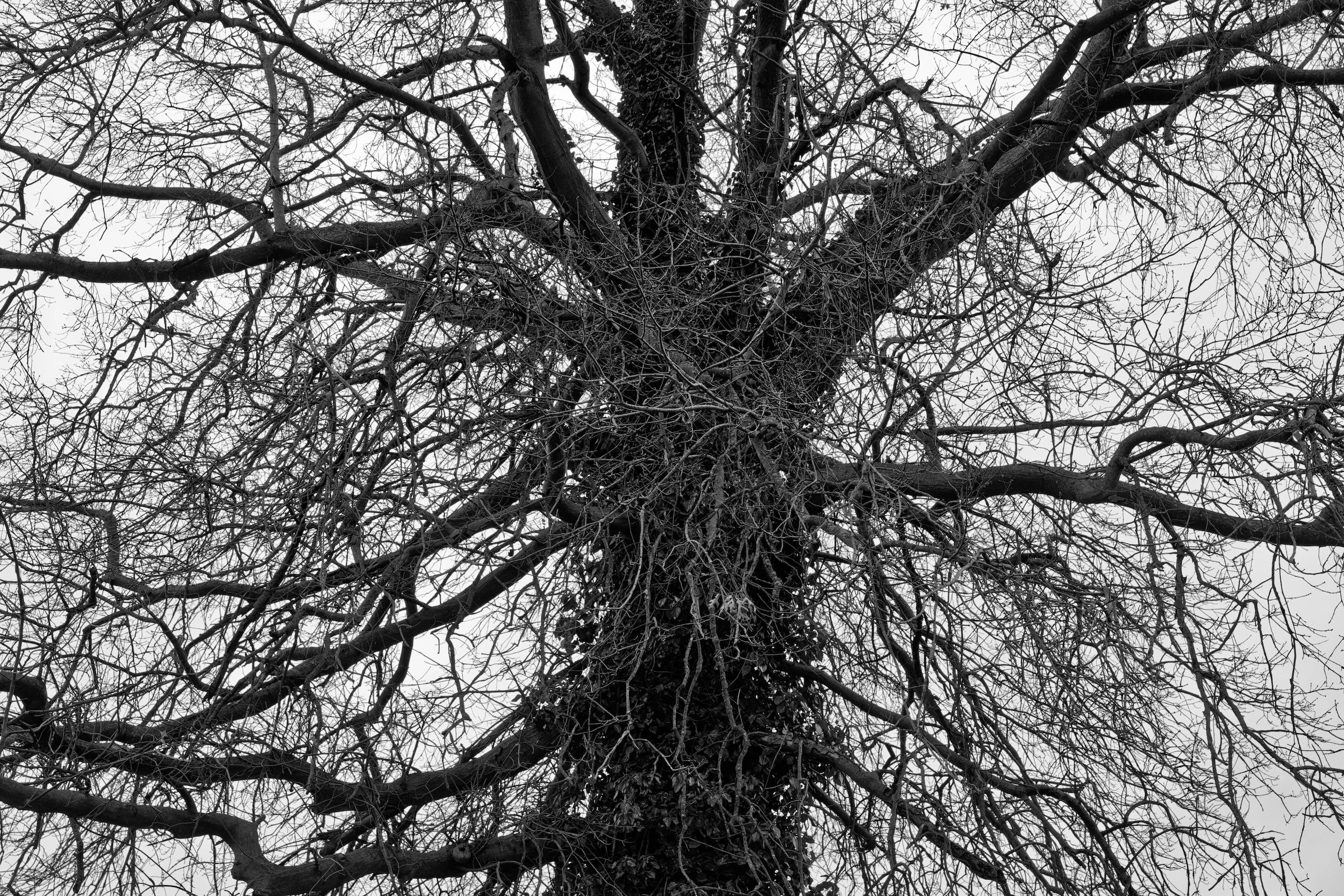 Sherwood-Trees-03-20 2_DxO-Edit.jpg