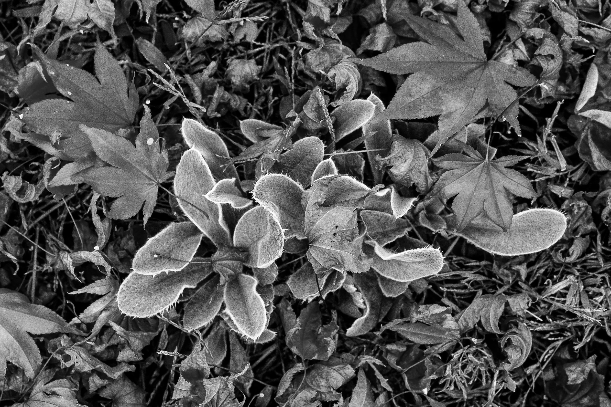Fall-Leaves-Etc.-283_DxO-Edit-2.jpg