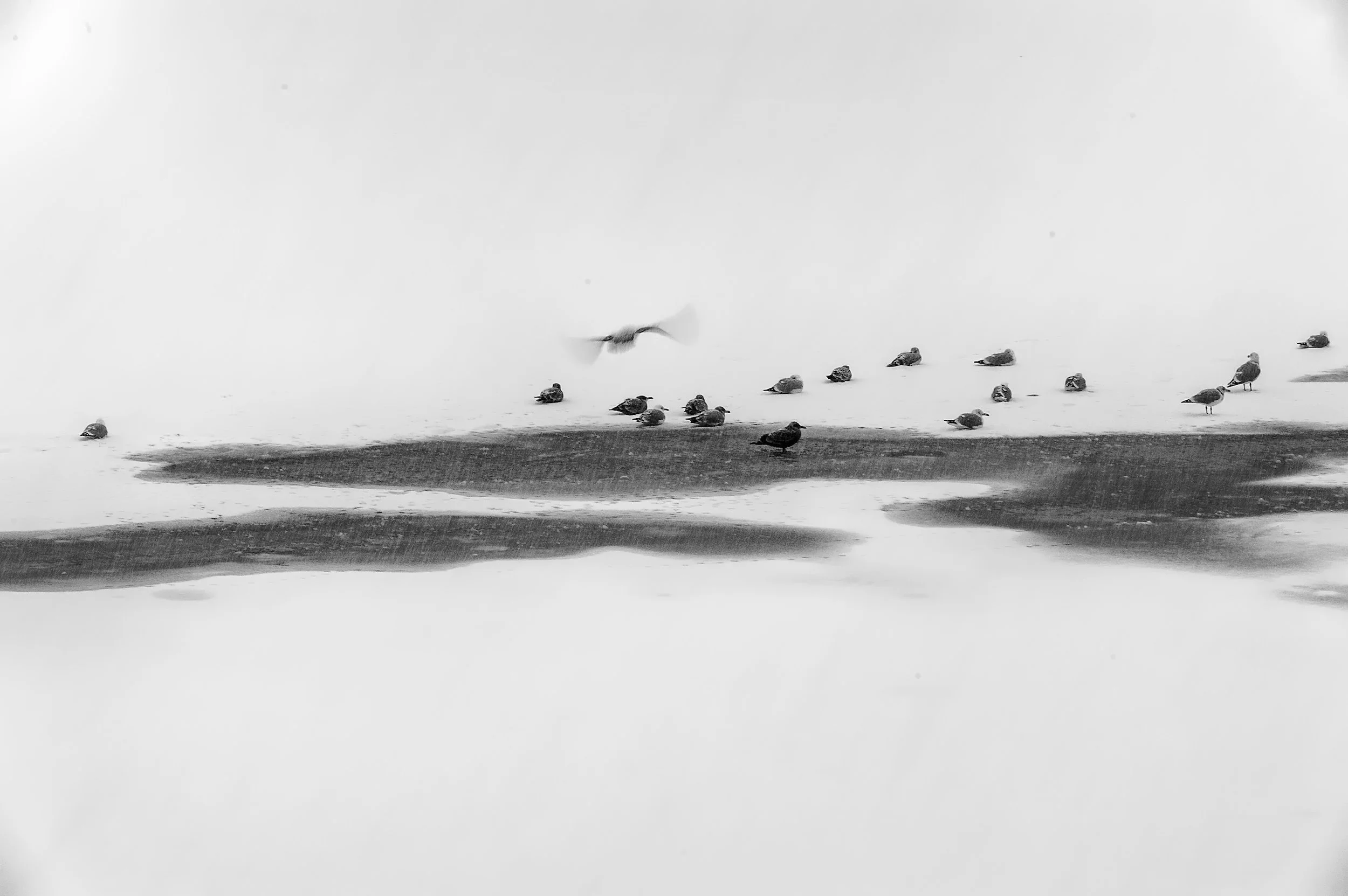 Black and white photo of seagulls on a beach with one bird flying overhead.