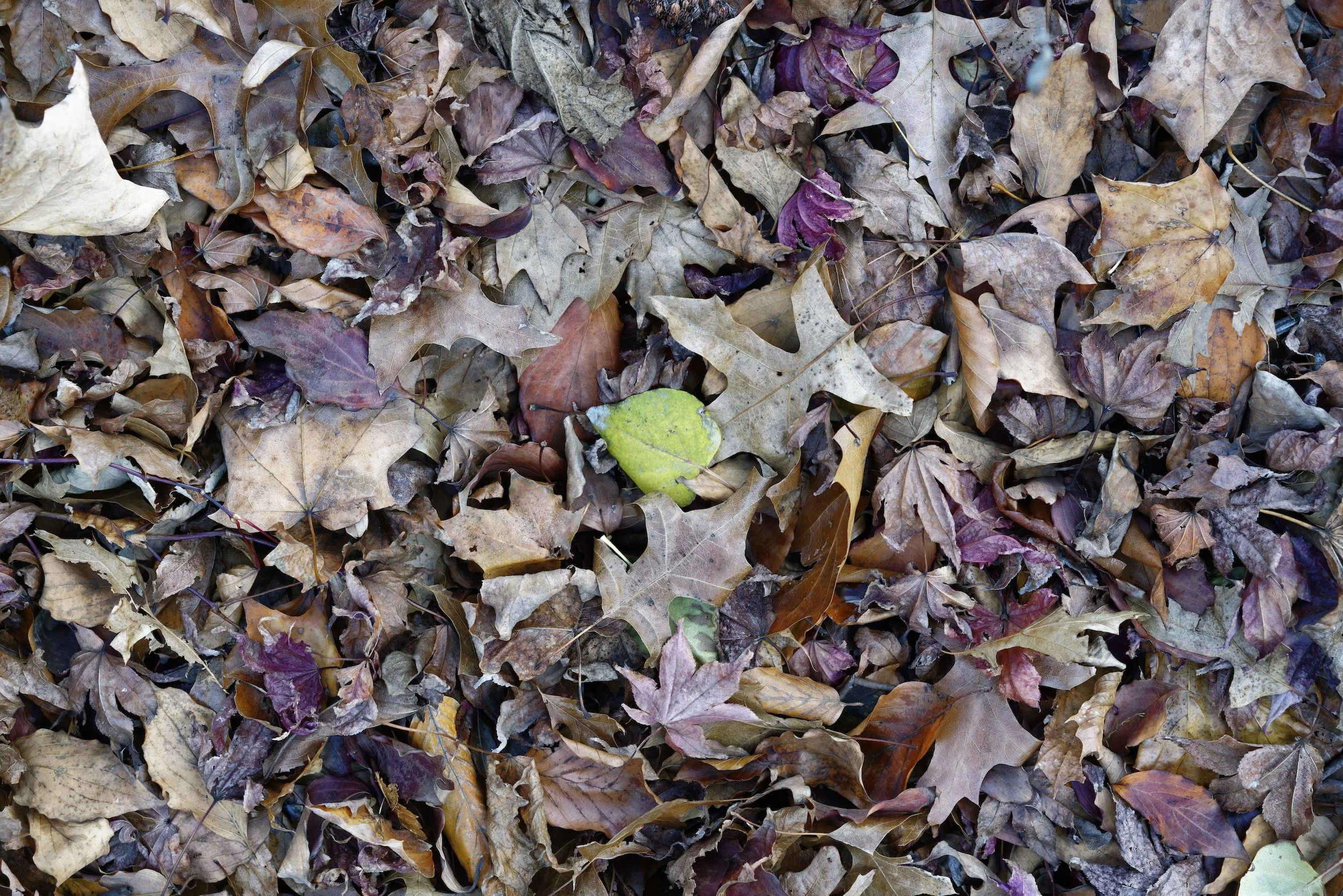 Fall Foliage_2020-73_DxO_DxO.jpg