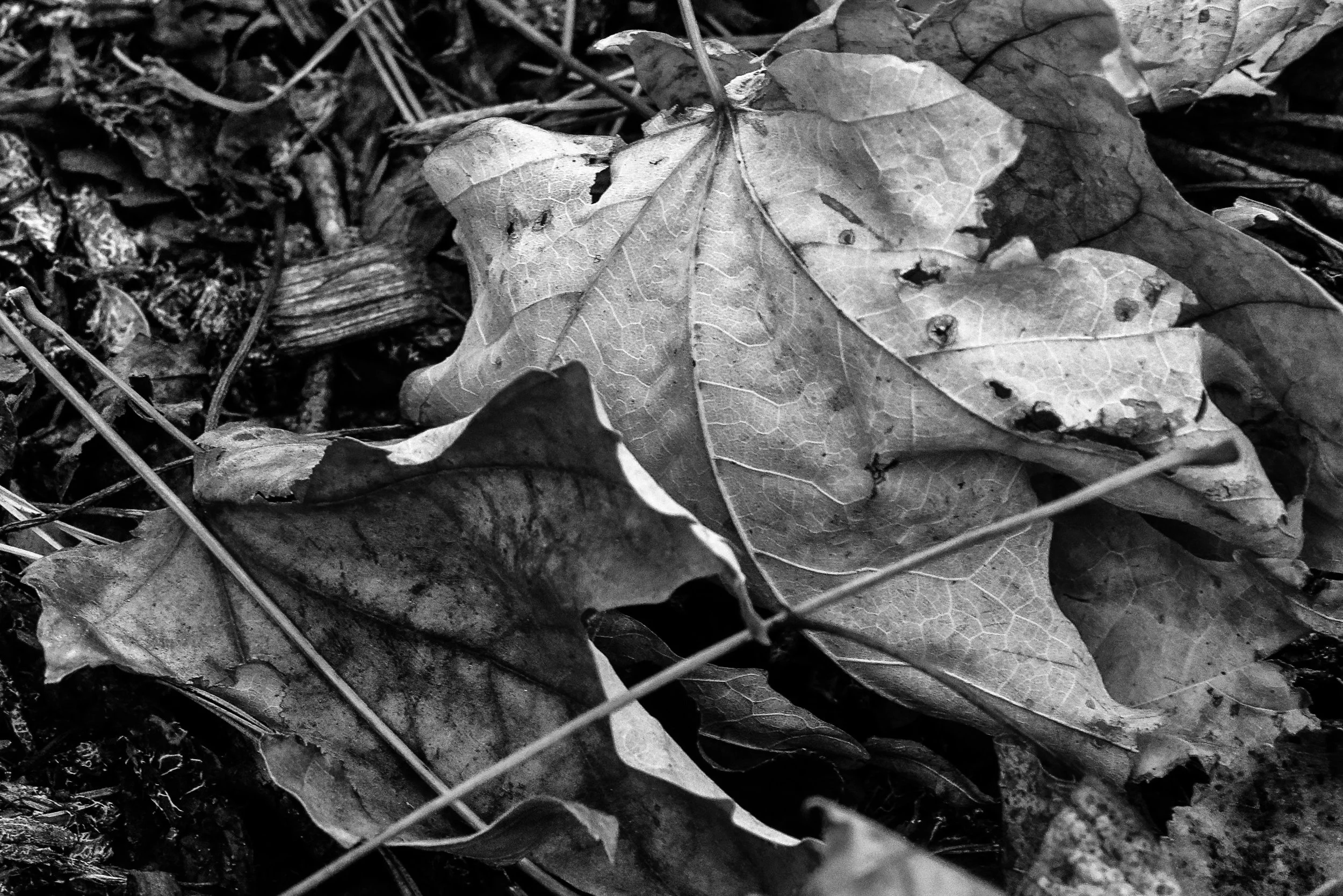 Fall Foliage_2020-85_DxO-Edit-Edit.jpg