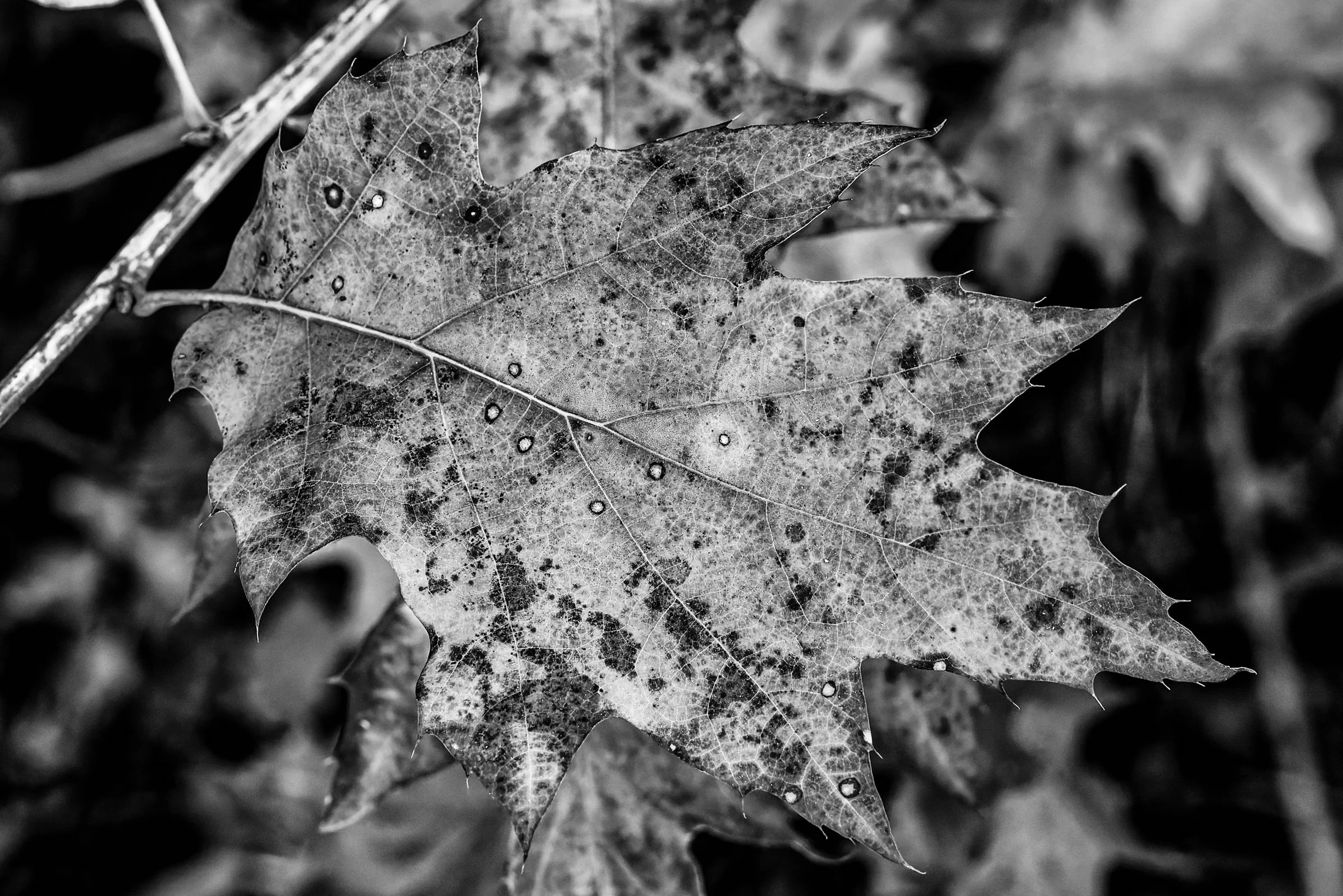 Fall Foliage-21_DxO-Edit.jpg