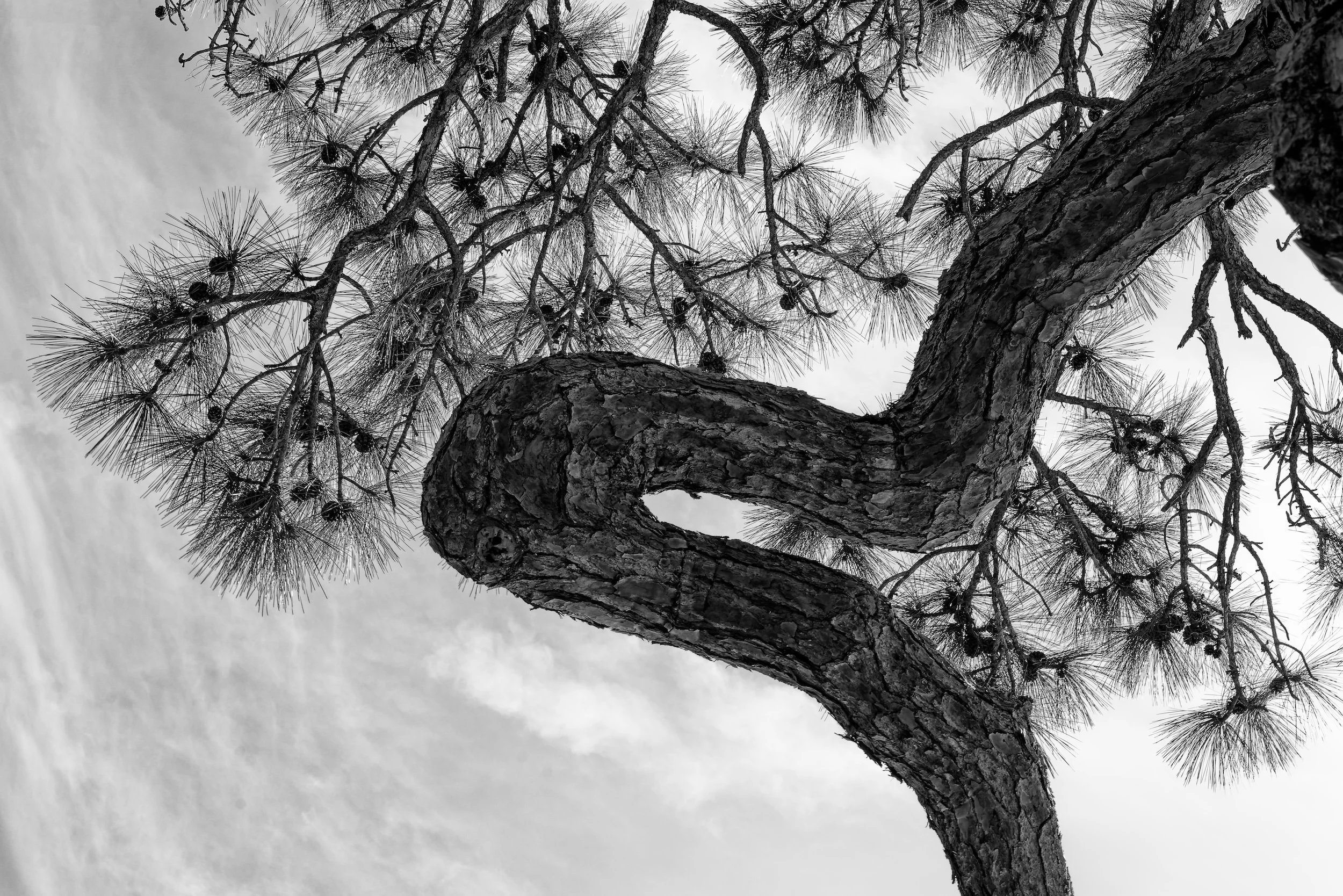 Florida Trees-23_DxO-Edit-2-Edit.jpg