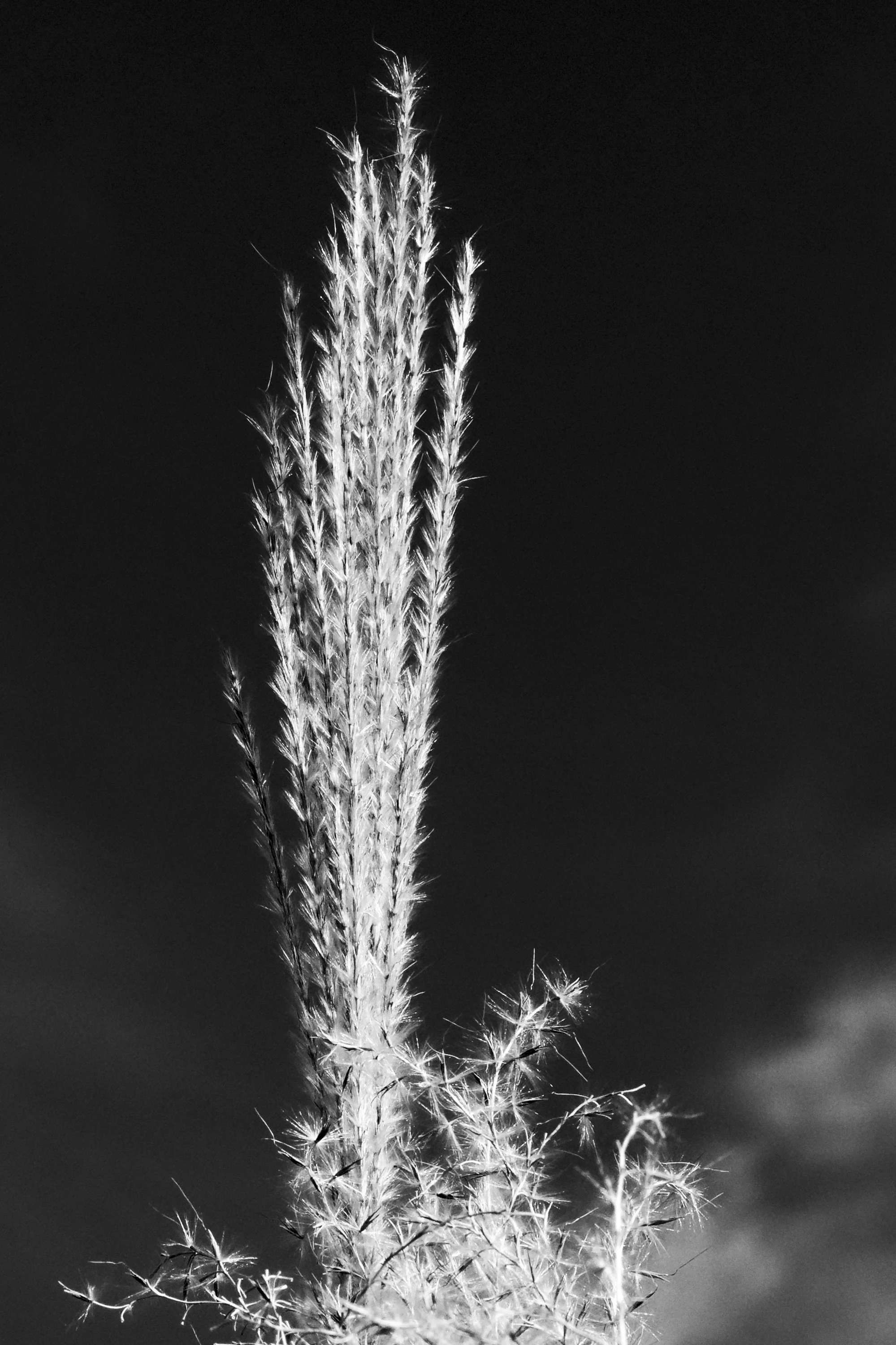 Fall Foliage-34_DxO-Edit-Edit.jpg