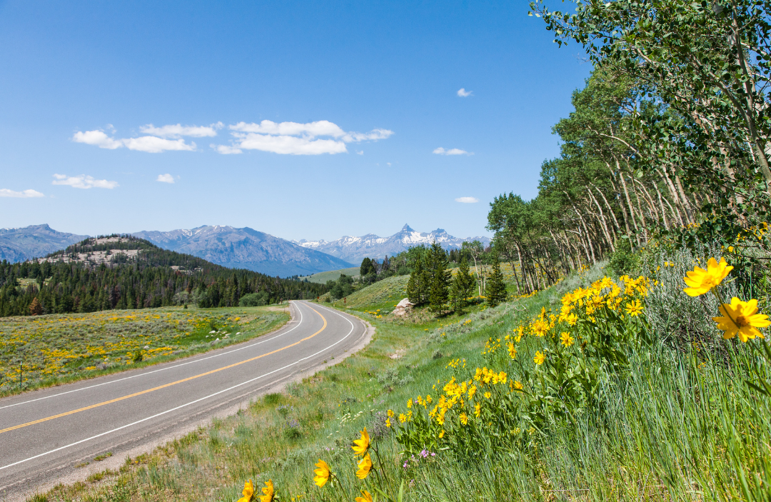 June 2026 NAMI Montana Newsletter
